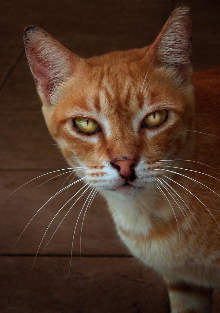 A ginger Singapore street cat looking up, whiskers lit