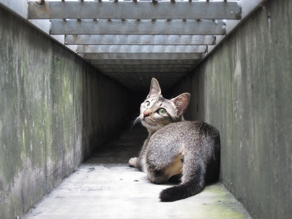 A tabby cat in a concrete monsoon drain in Singapore, looking up through the grating