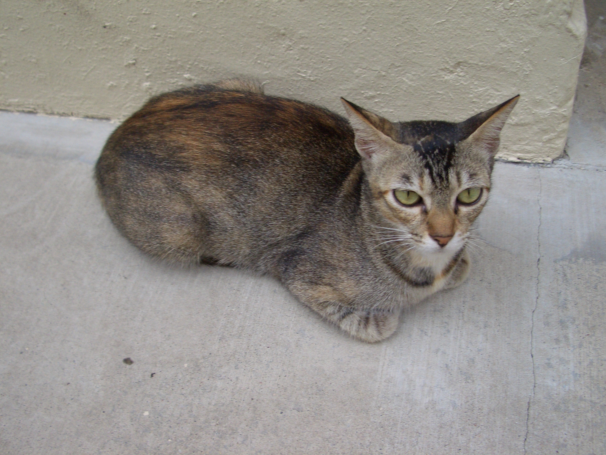 A tortoiseshell community cat with a bobbed tail on a Singapore pavement