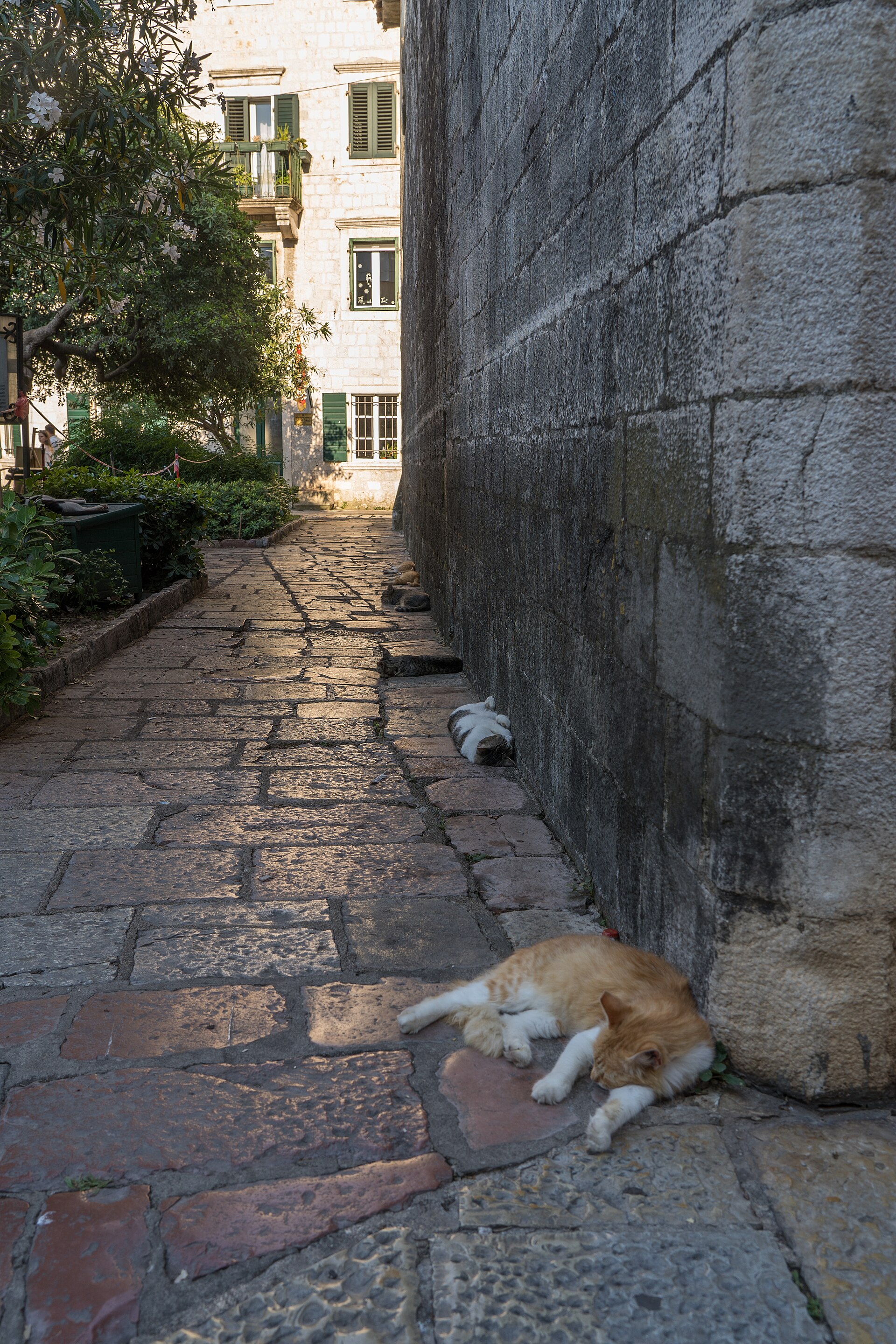 An orange and white cat asleep against the stone city wall in a Kotor lane, three more cats along the wall behind it