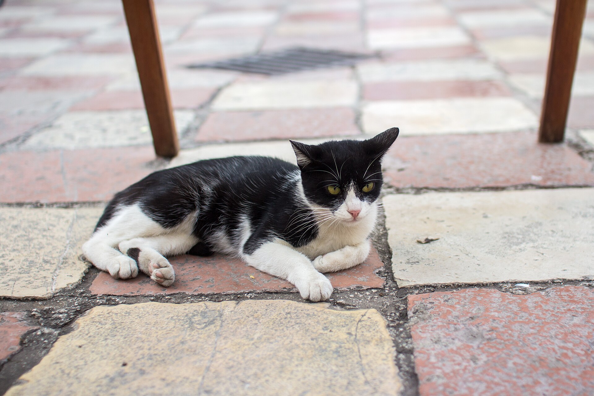 A street cat in a lane of Kotor old town