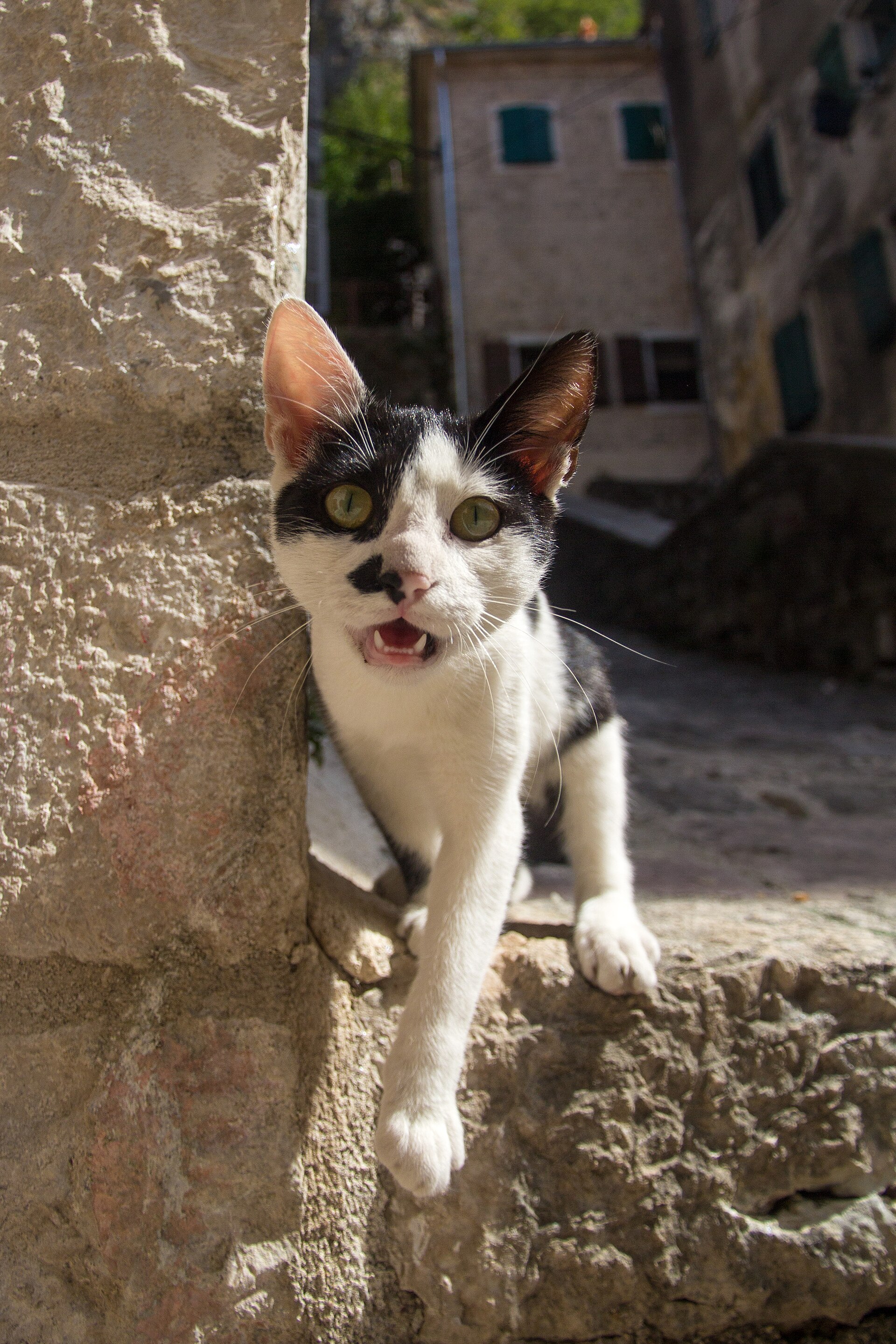 A cat resting on the stone of Kotor old town