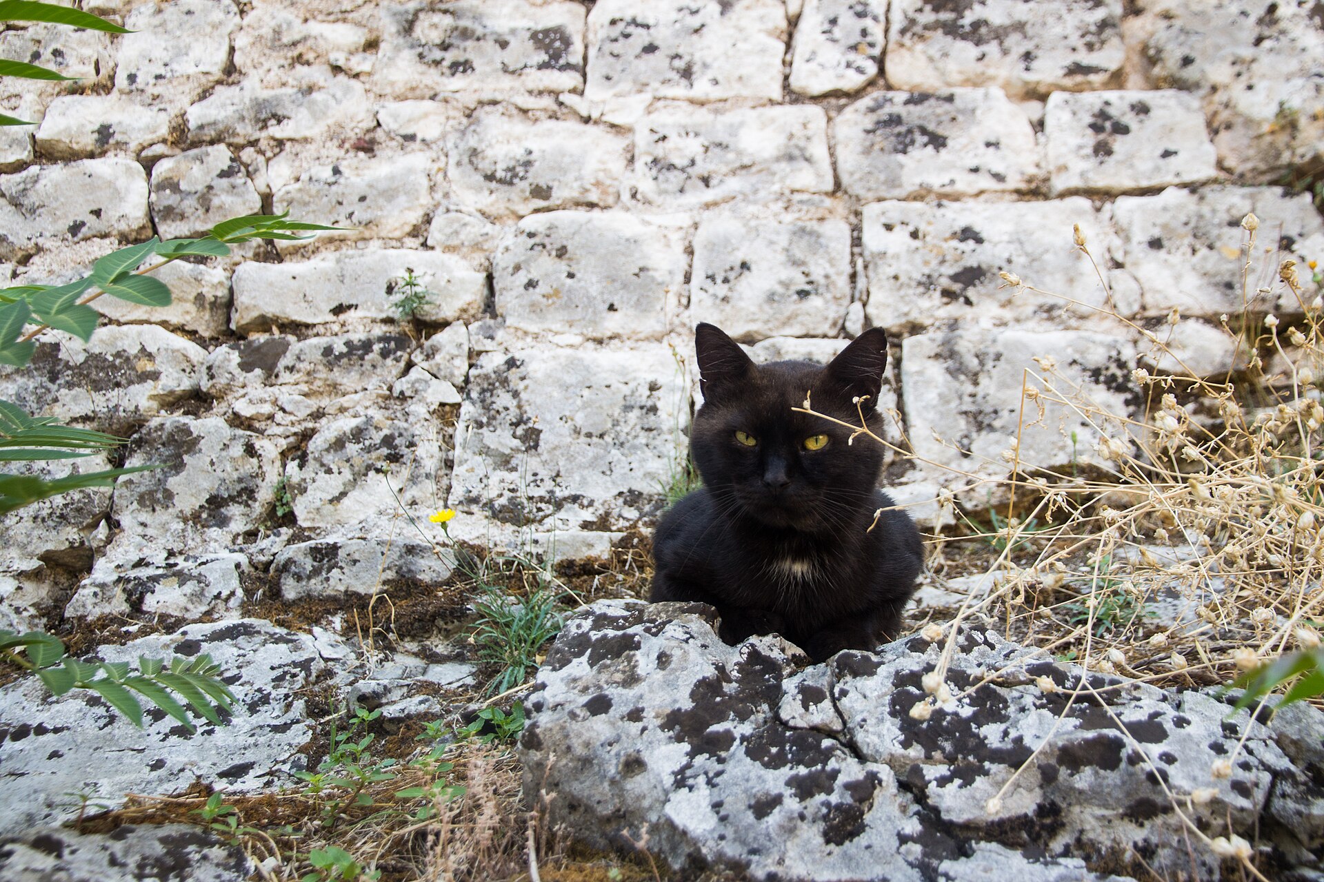 A street cat in Kotor old town