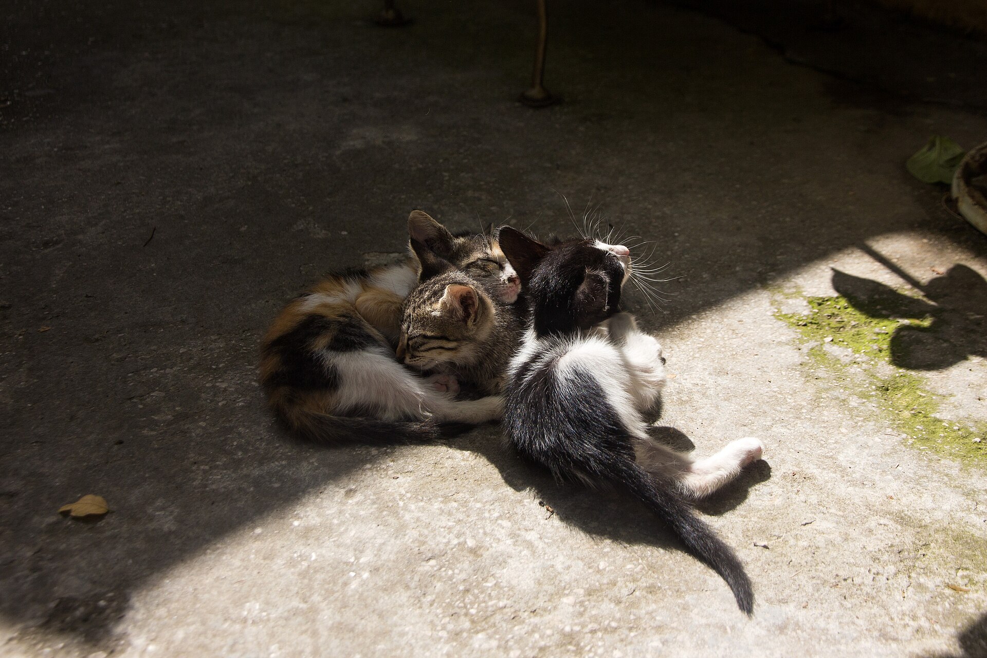 Kittens in a doorway in Kotor, Montenegro