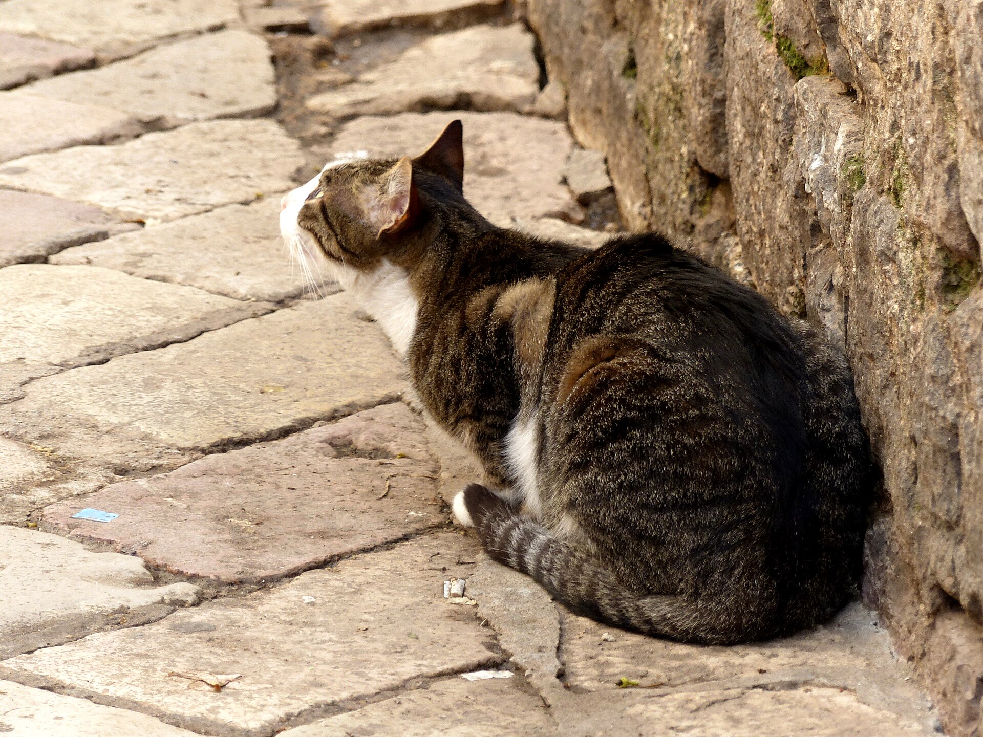 A cat in Kotor, Montenegro