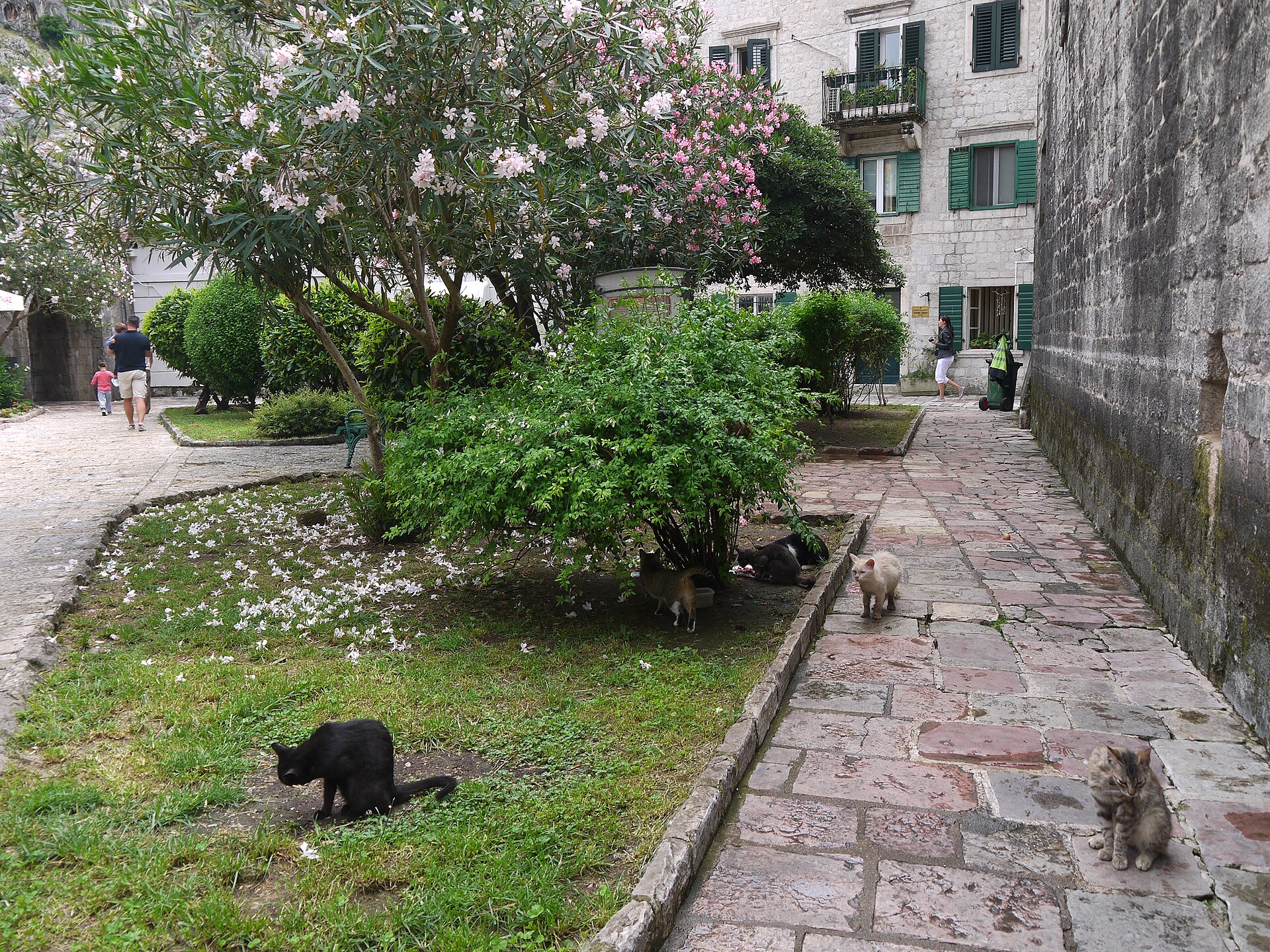 Cats on a stone lane in Kotor, Montenegro