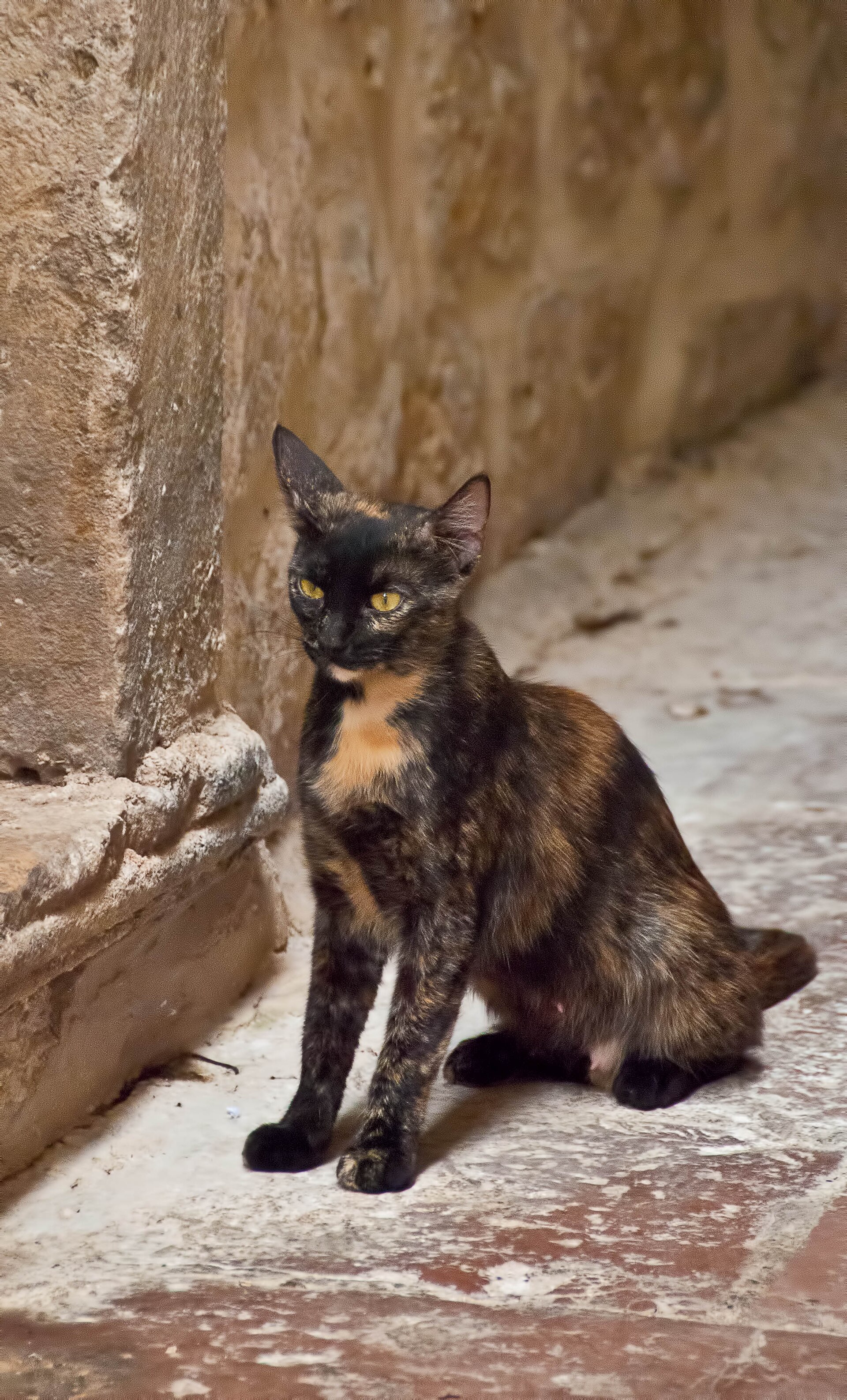 A street cat sitting on the paving stones of Kotor old town