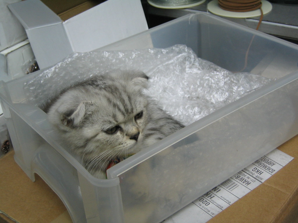 A kitten in a bead shop in Hong Kong