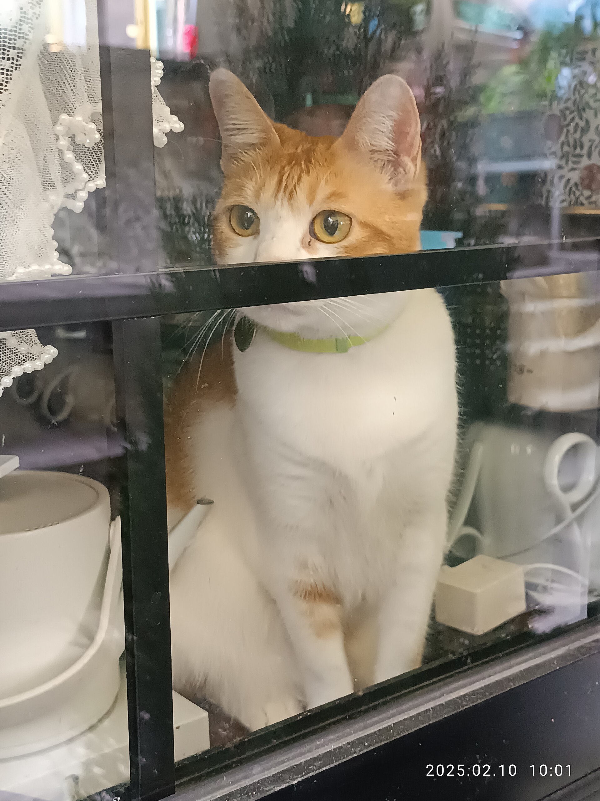 A cat watching the street from a shop window in Sheung Wan