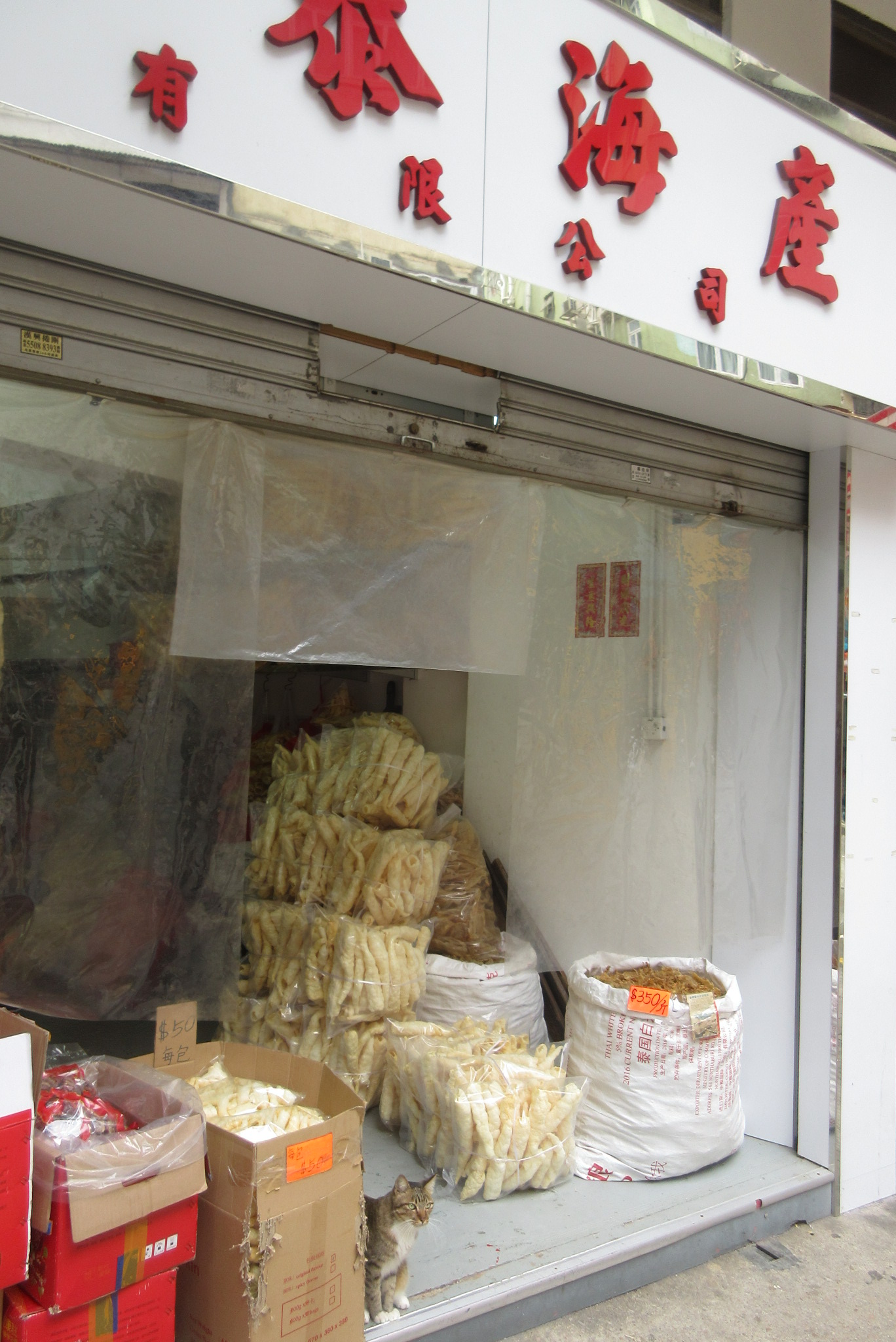 A shop cat in a store on Queen’s Road West, Sheung Wan