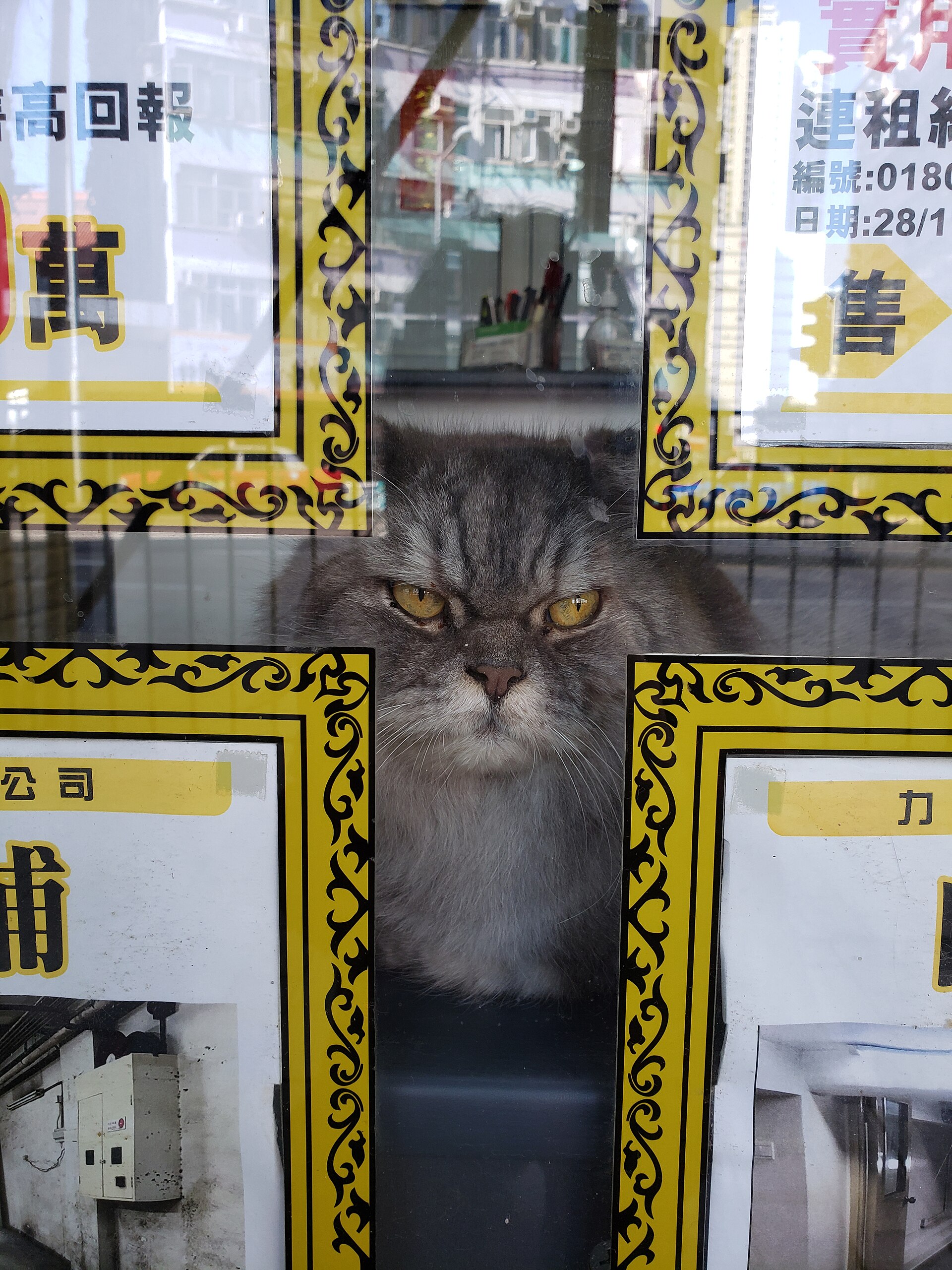 A cat in the window of an estate agent’s office in Hong Kong