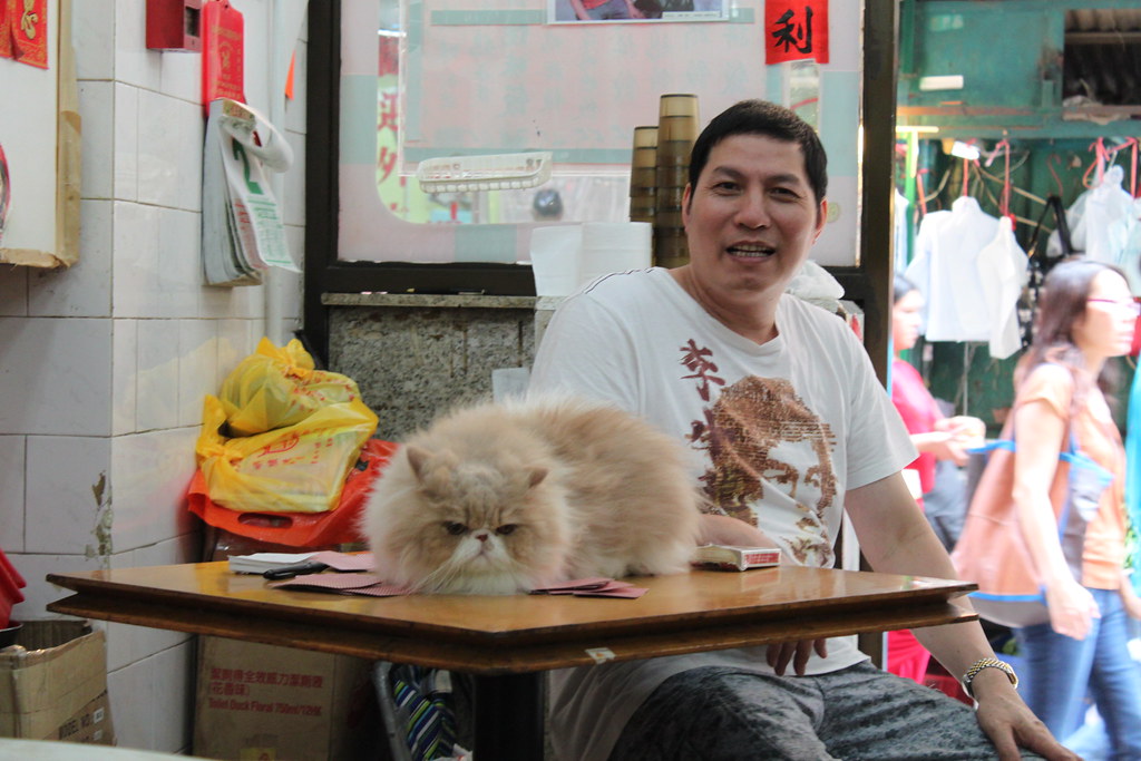 A shop owner at his table with a large fluffy cream cat lying on it in Hong Kong