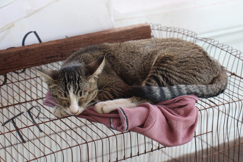 A cat at the Lanta Animal Welfare centre