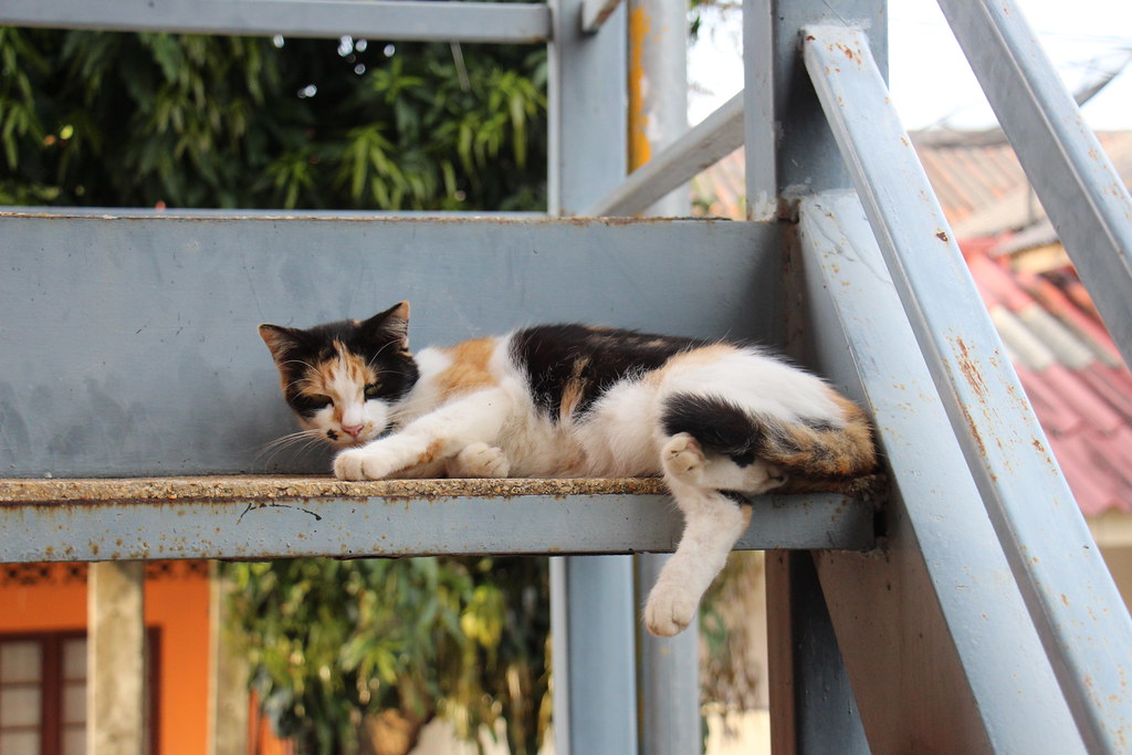 A rescue cat on Koh Lanta