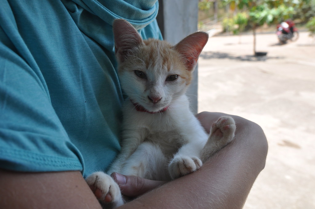A ginger and white kitten held in a visitor’s arms at Lanta Animal Welfare