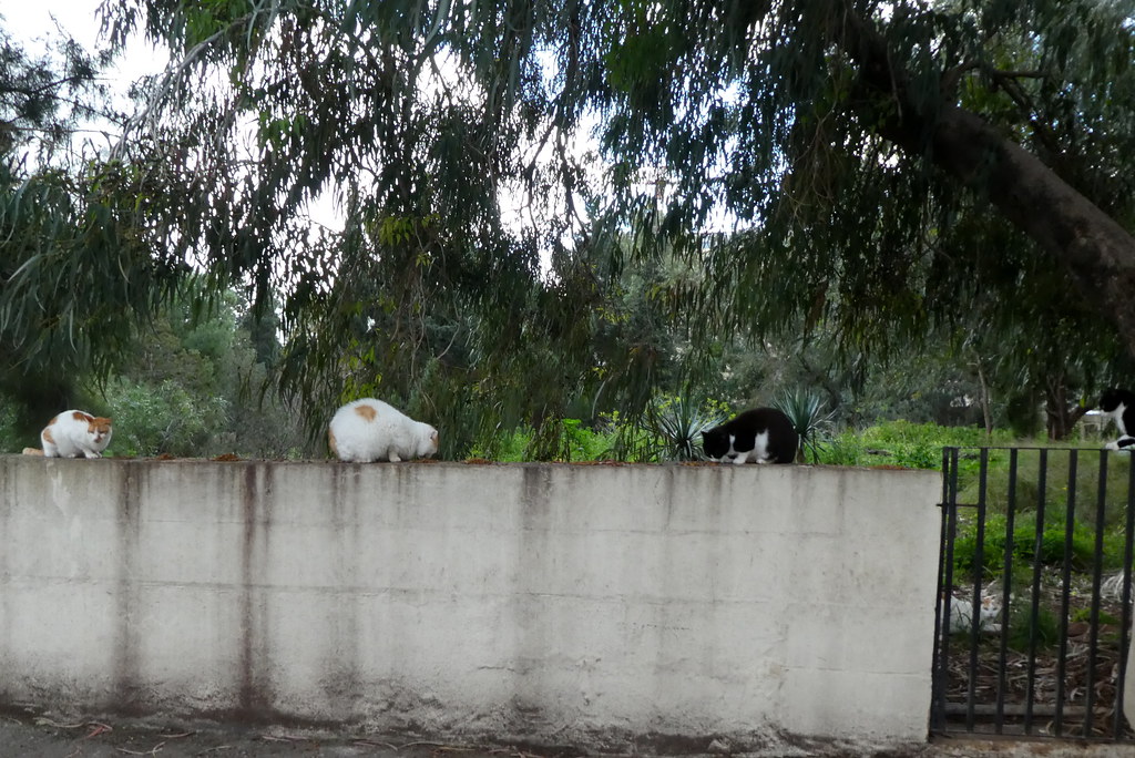Four cats on a garden wall in Malta waiting for the feeders