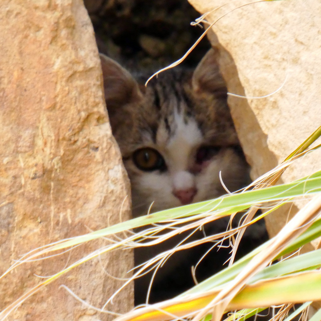 A cat hiding in the shade in Malta