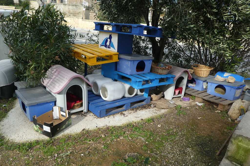 A cat at its shelter in Malta