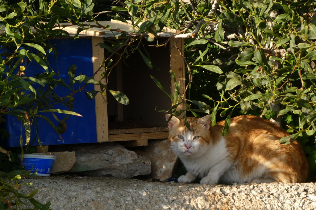 A ginger and white cat beside a homemade wooden cat shelter in a Maltese garden
