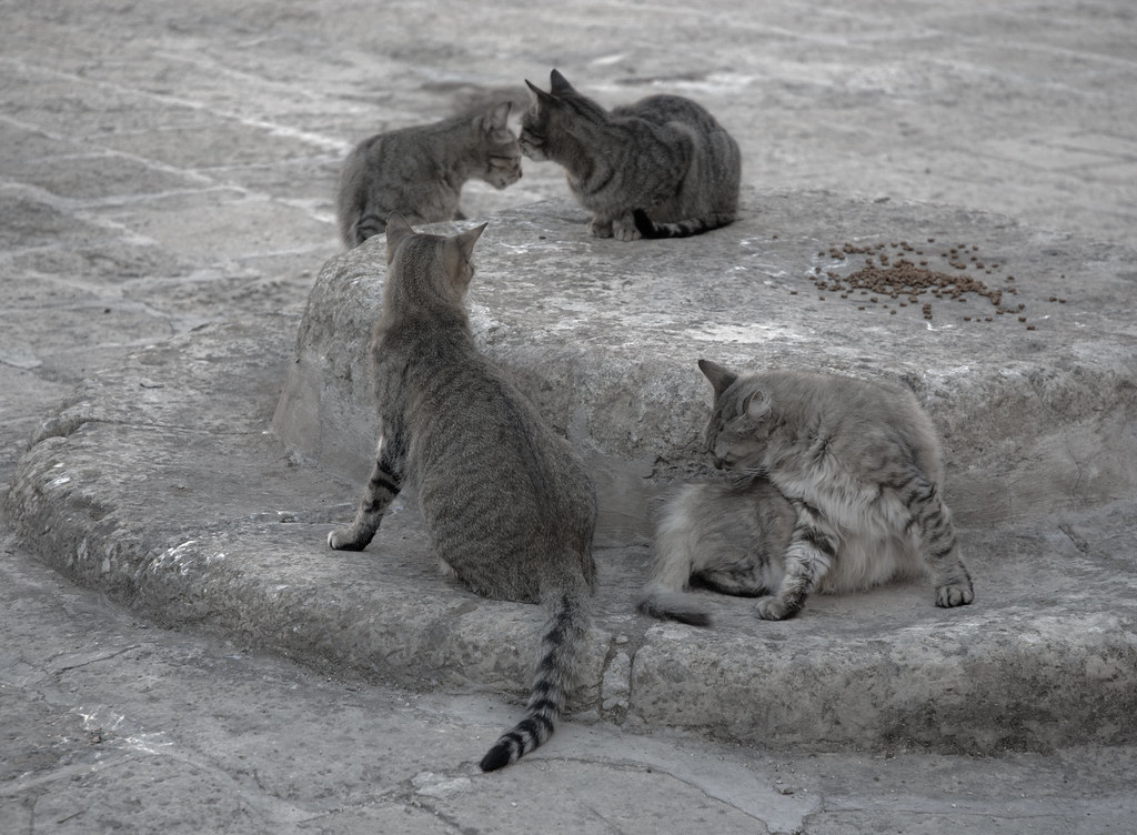 Four grey tabby cats around dry food on a stone step
