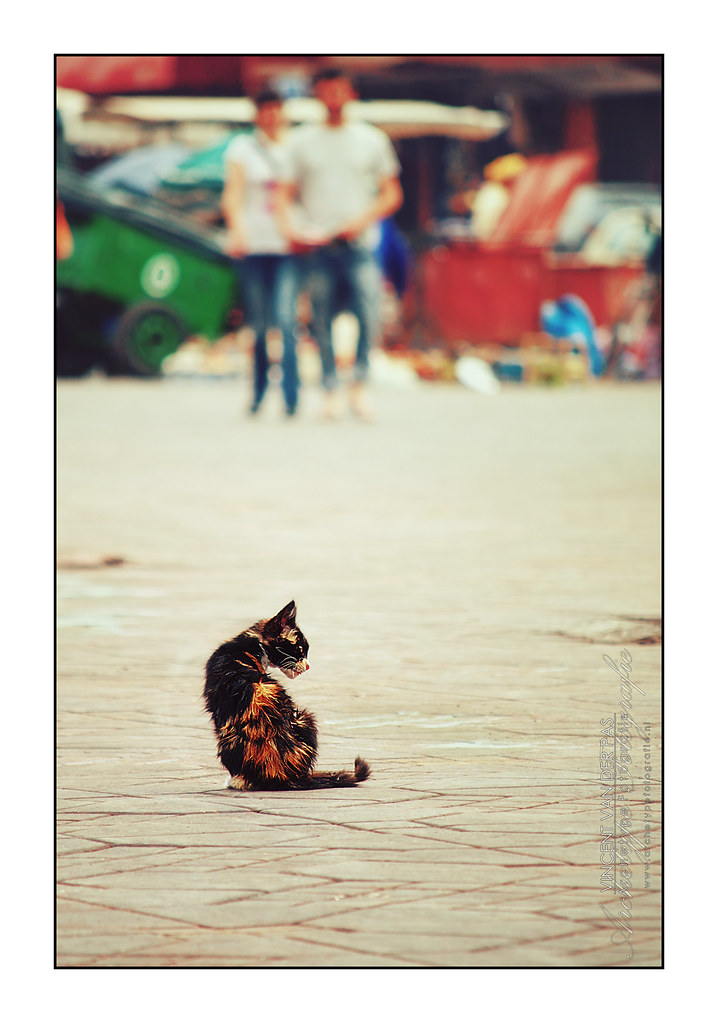 A tortoiseshell kitten alone on the paving of a Marrakech square