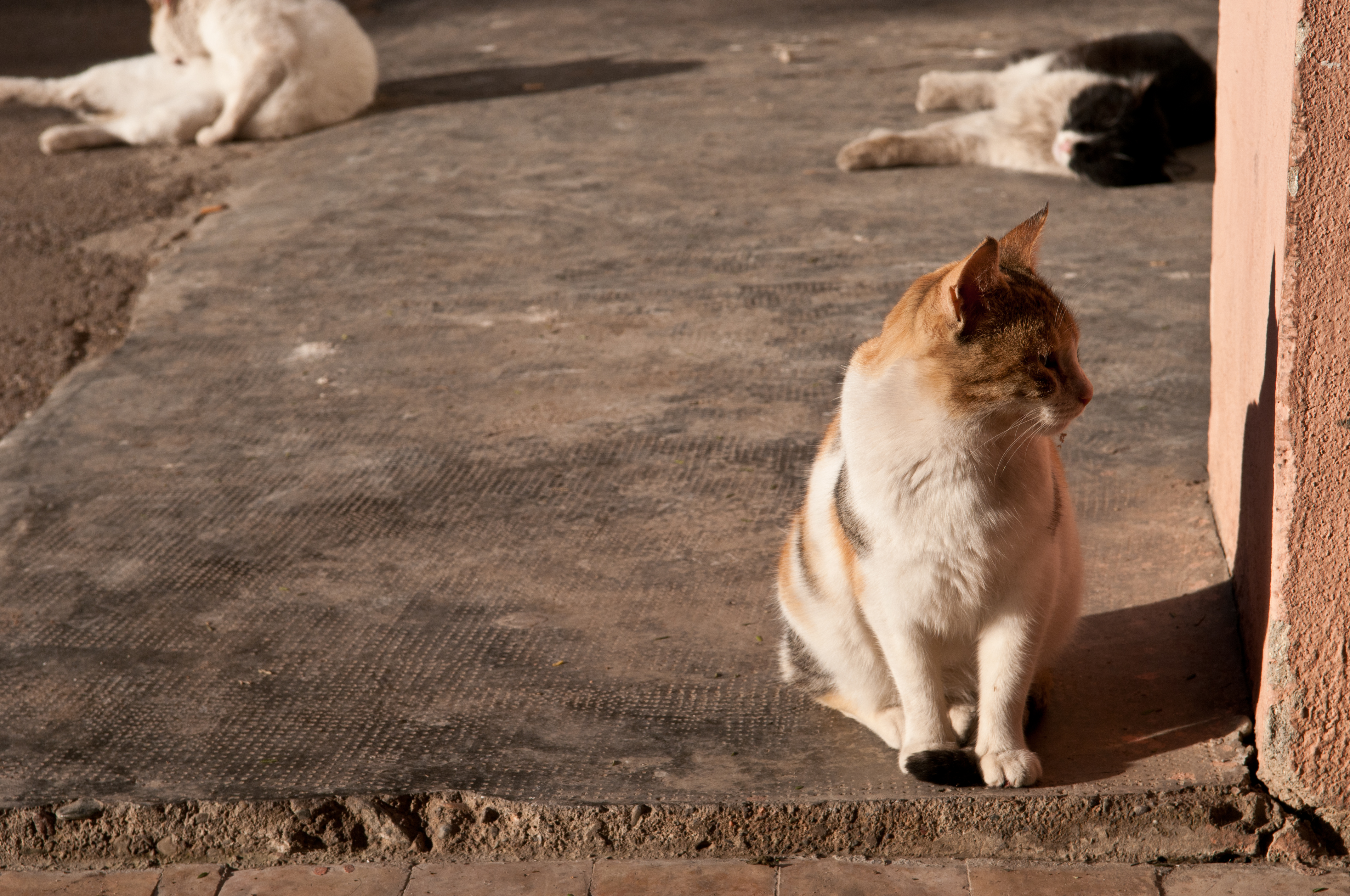 A street cat in Marrakech