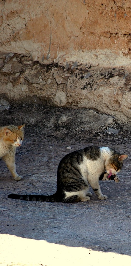 Two cats at the foot of a pink wall in Marrakech