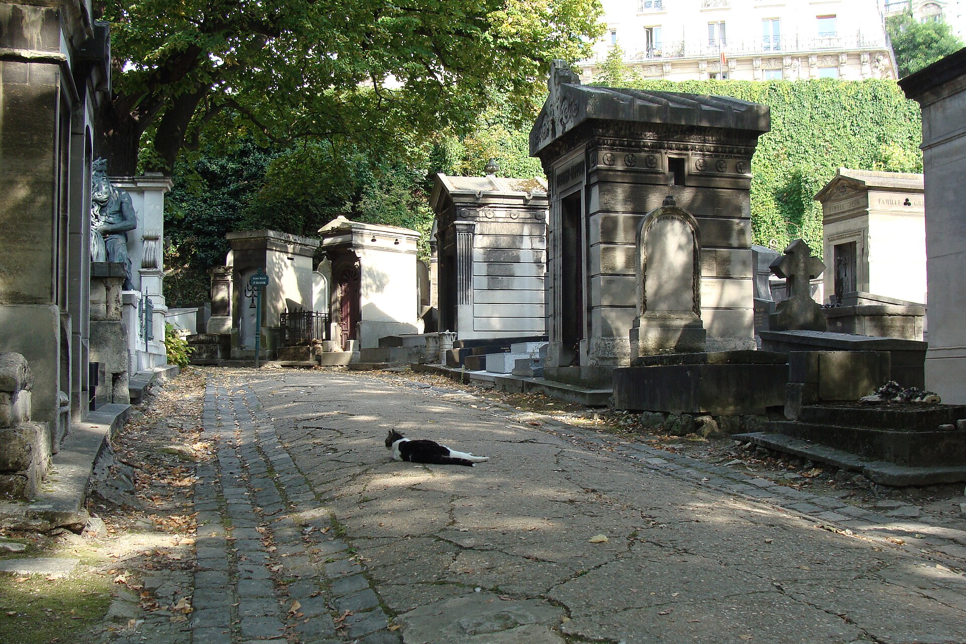 A cat in an alley of Montmartre Cemetery