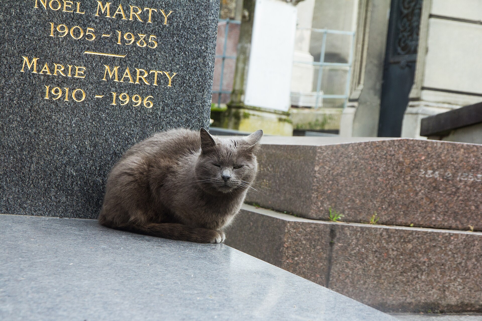A cat among the graves of Montmartre Cemetery