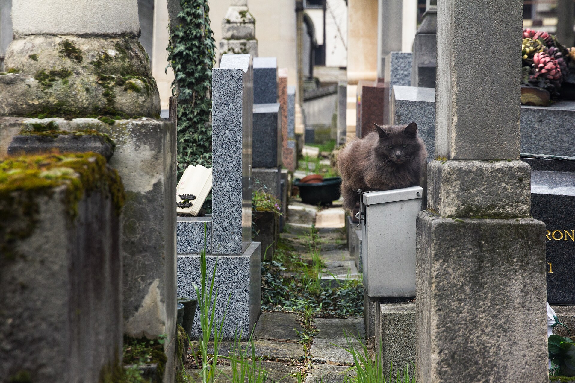 A cat on a tomb in Montmartre Cemetery
