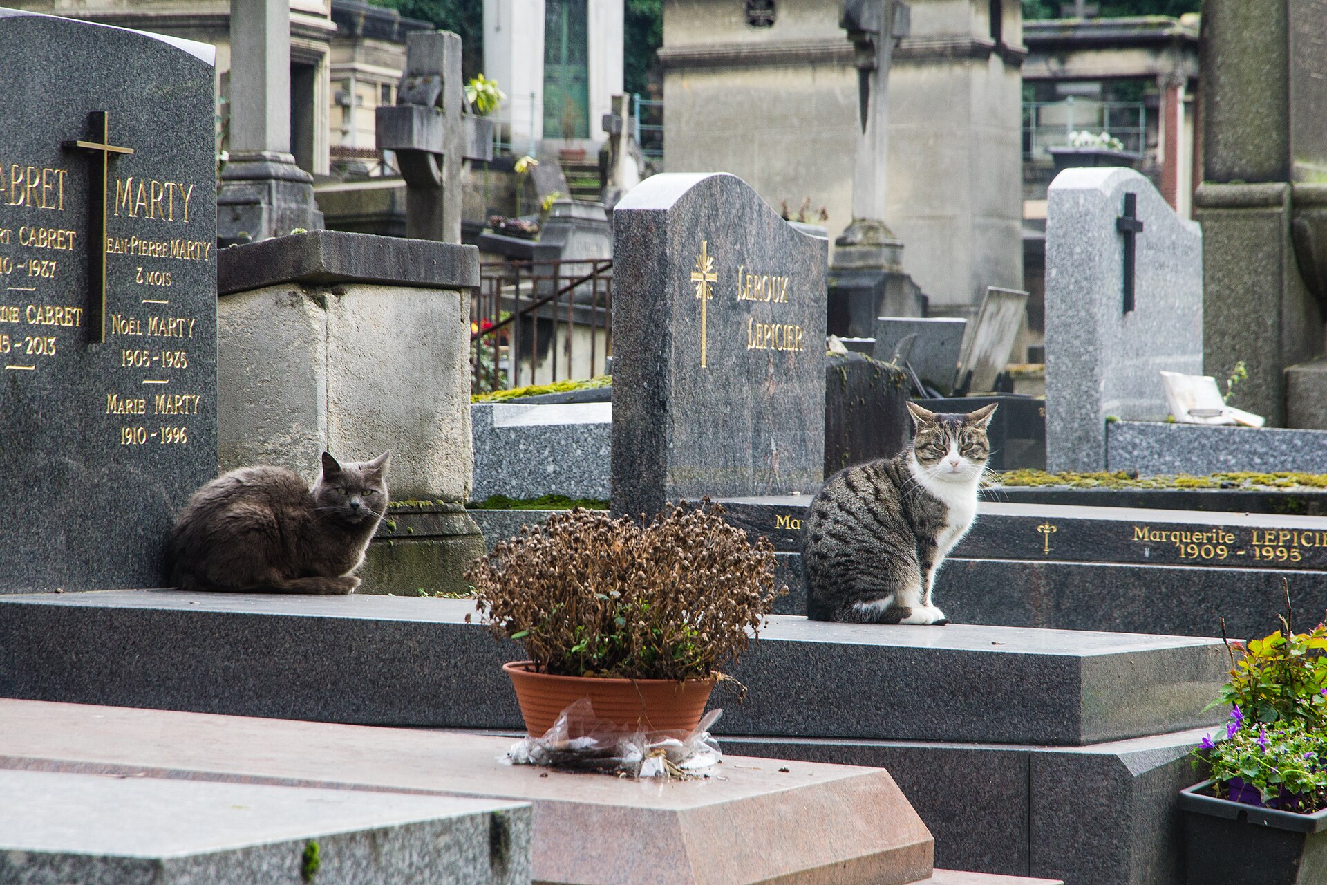 Cats in Montmartre Cemetery, Paris
