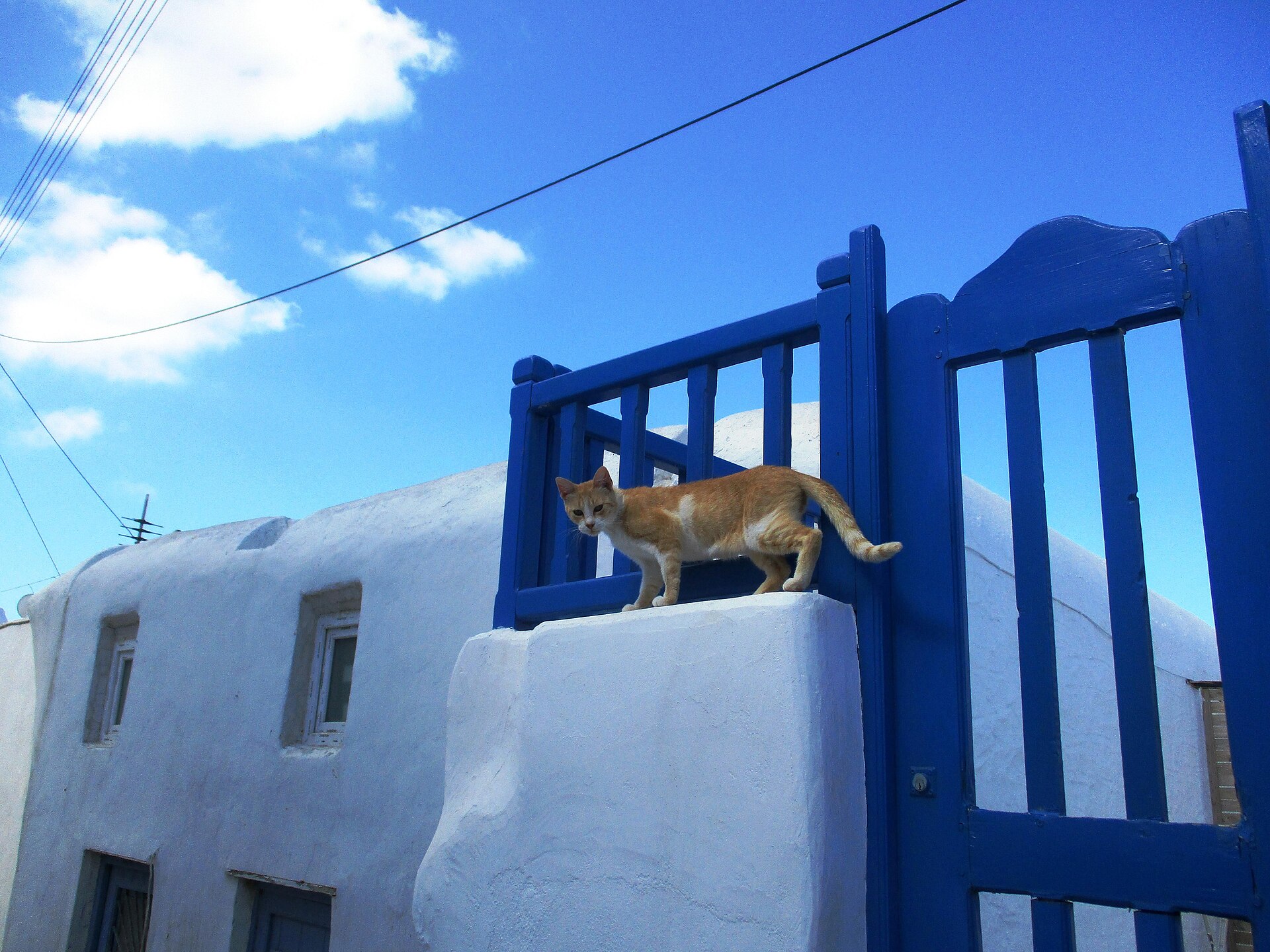 A cat in the Chora of Mykonos