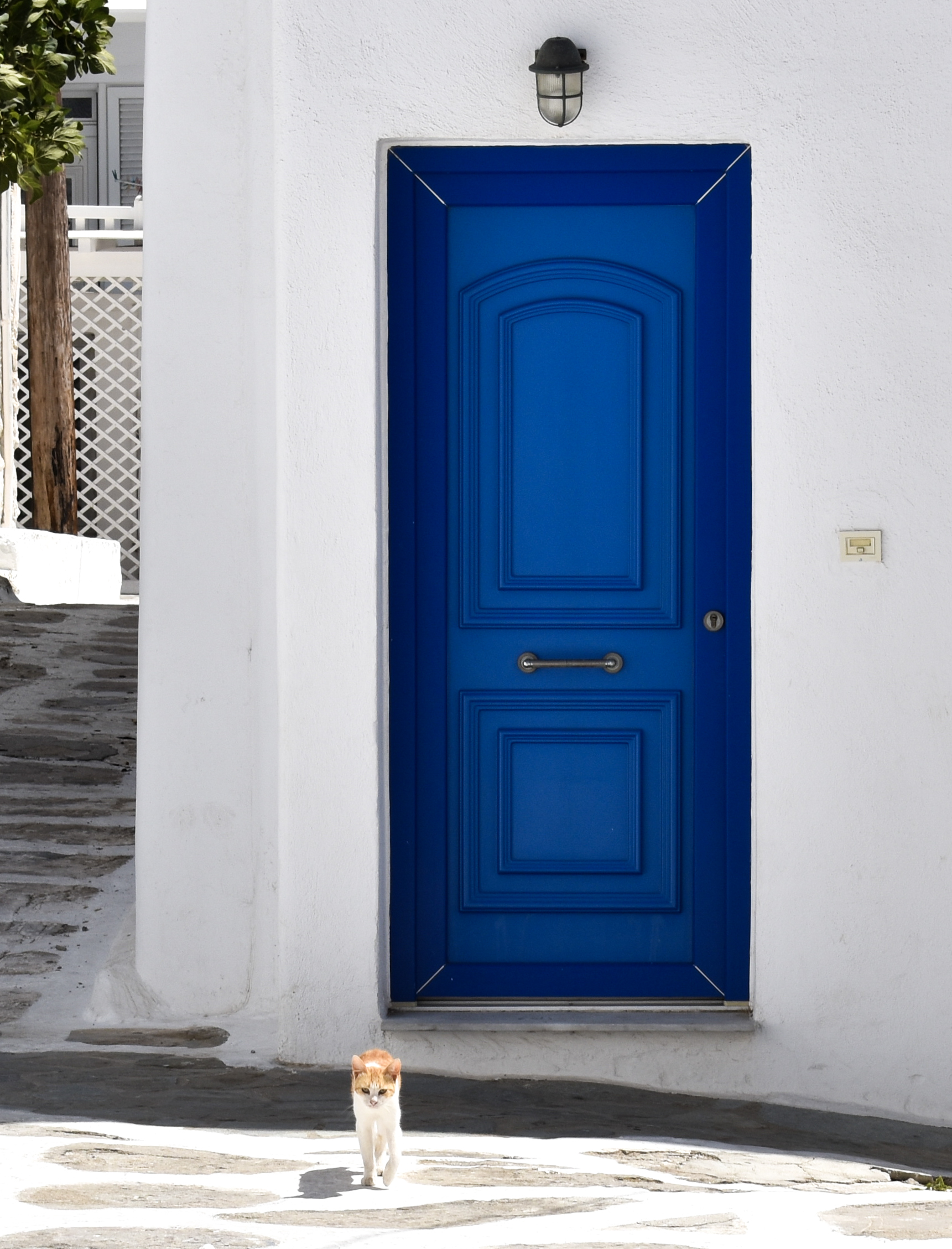 A cat beside a painted door in a whitewashed lane in Mykonos
