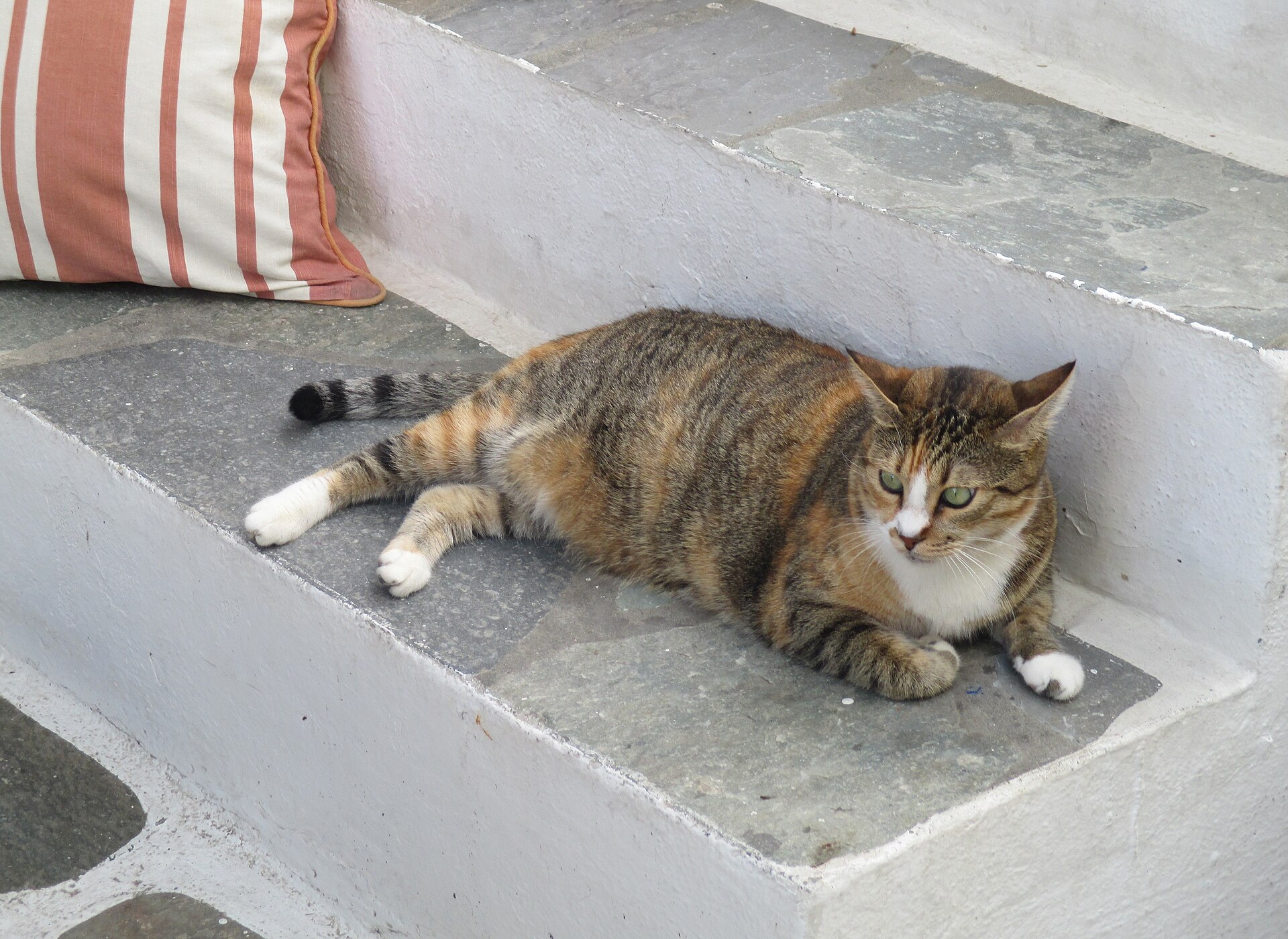 A Greek cat on Mykonos