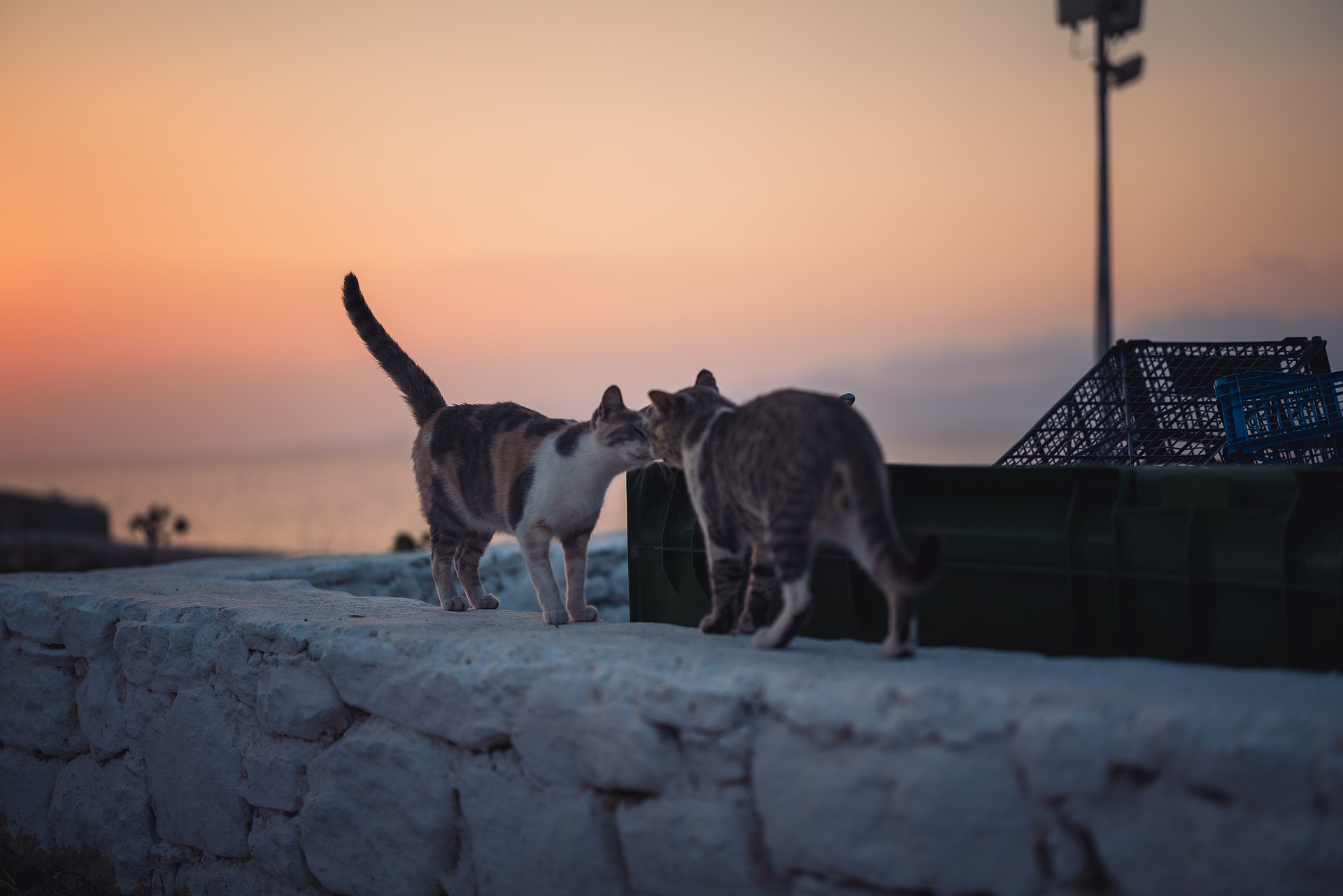 Two cats on a whitewashed wall in Mykonos