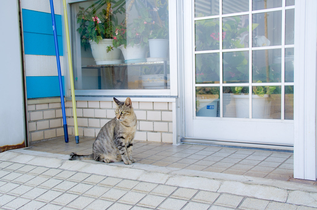 A tabby cat sitting outside a shop in Nagasaki