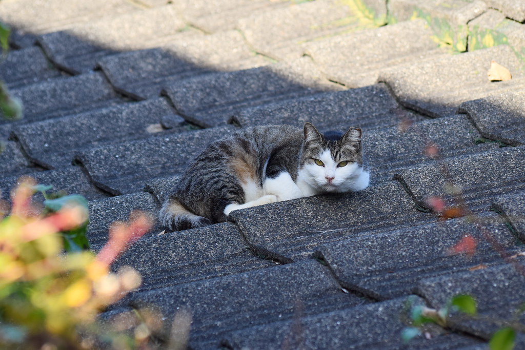 A tabby and white cat lying on a tiled roof in Nagasaki