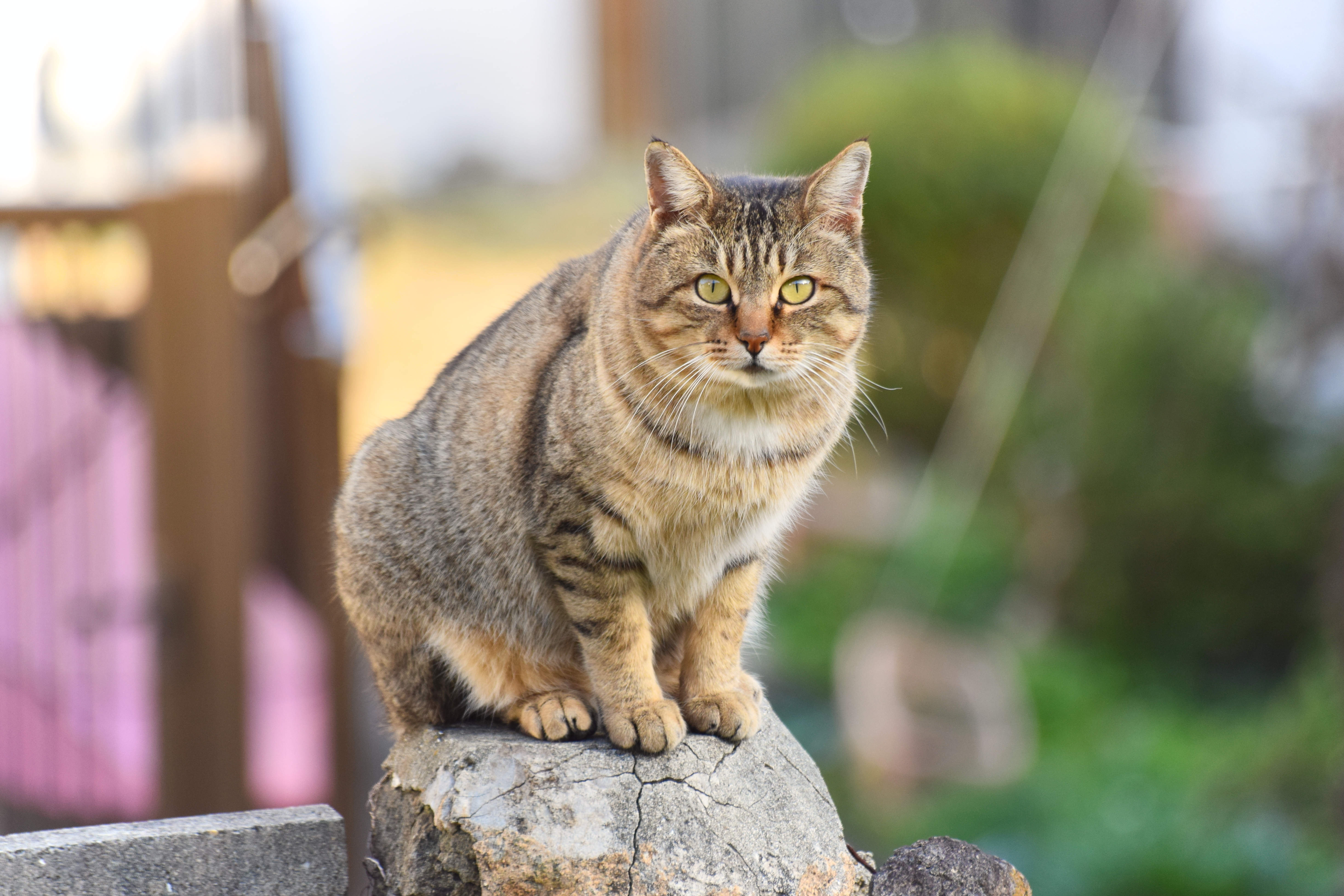 A street cat in Nagasaki, Japan