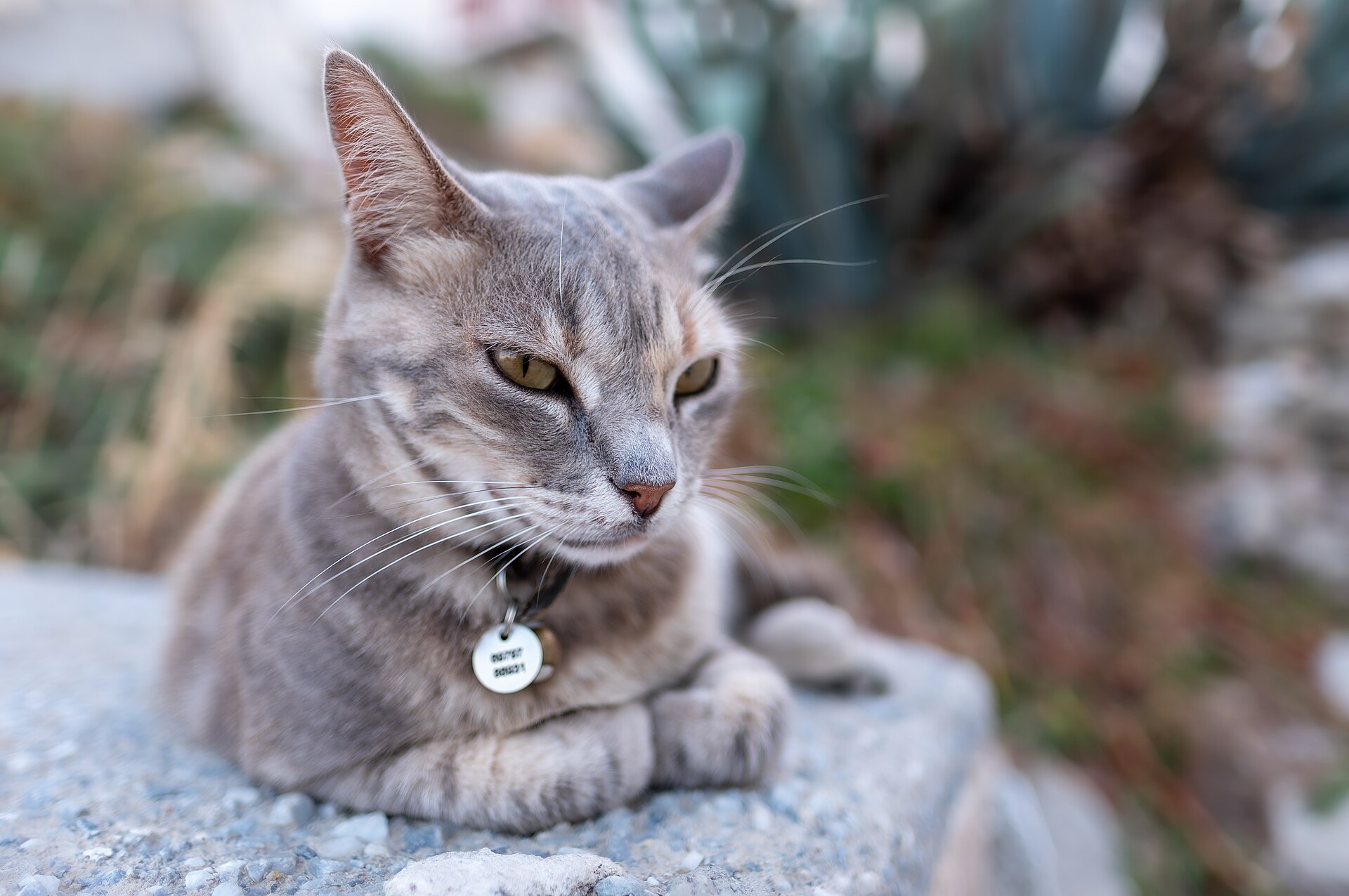 A cat in the Chora of Naxos, Greece