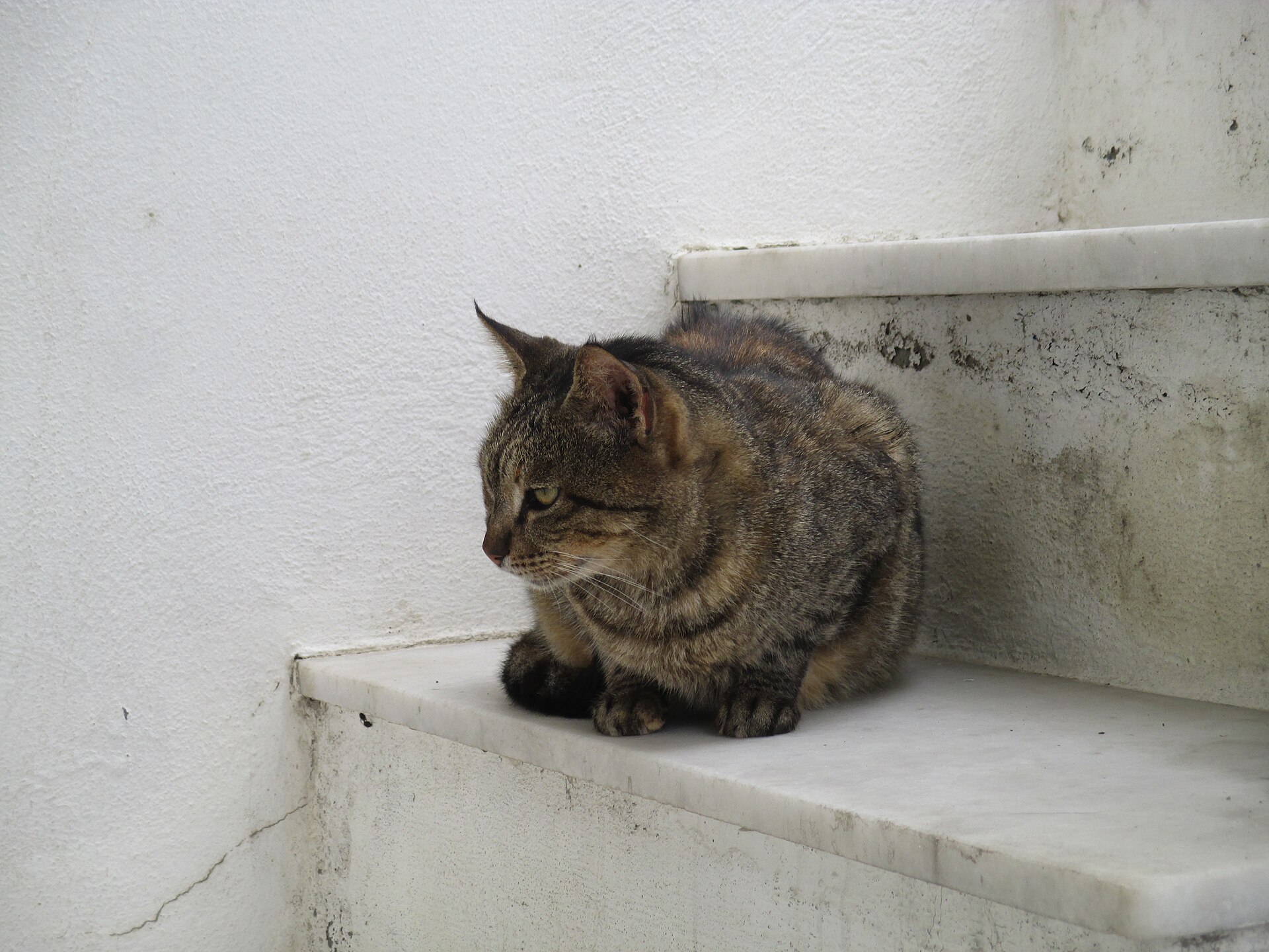 A Greek cat on Naxos
