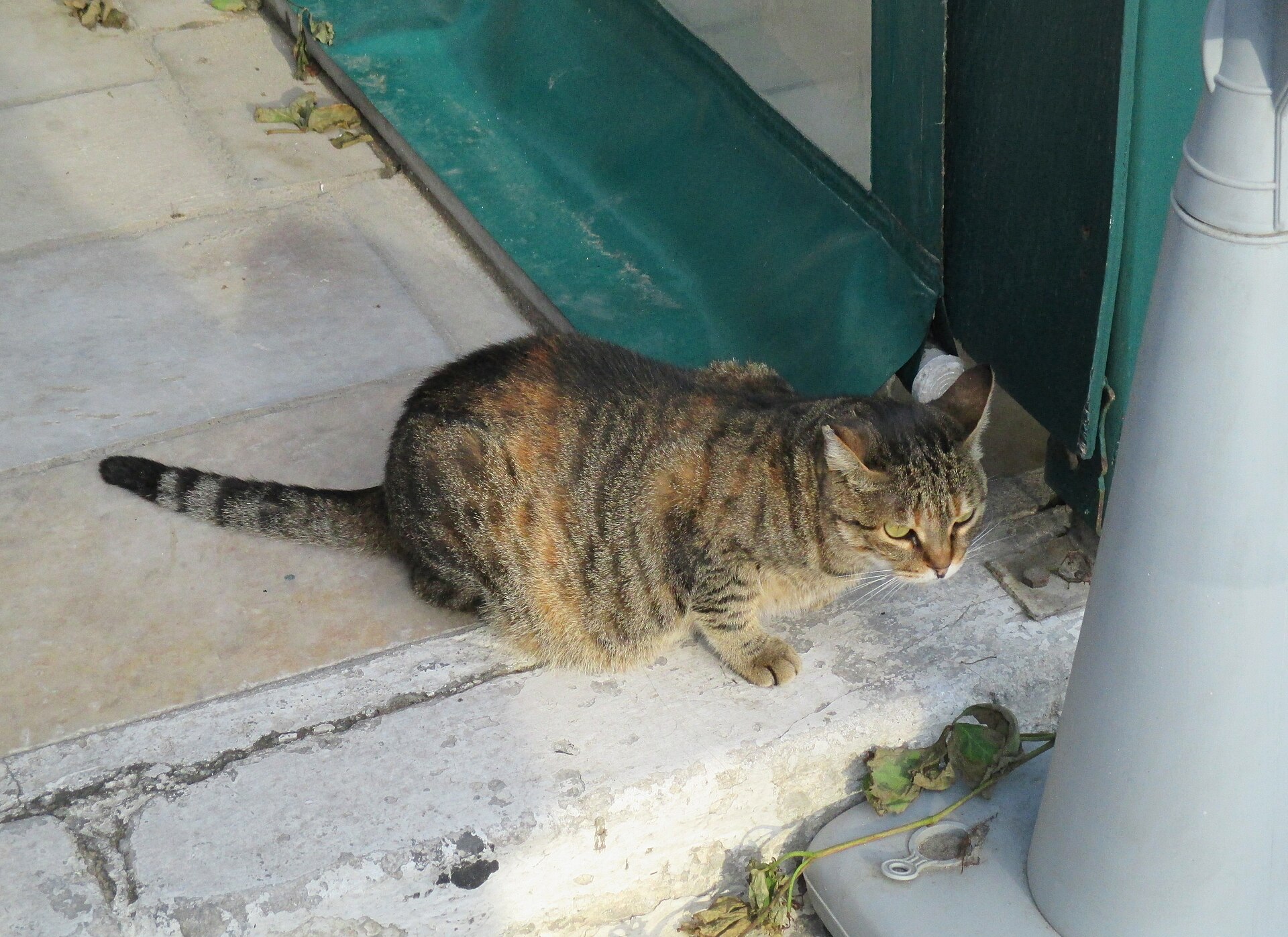 A cat on a wall on Naxos