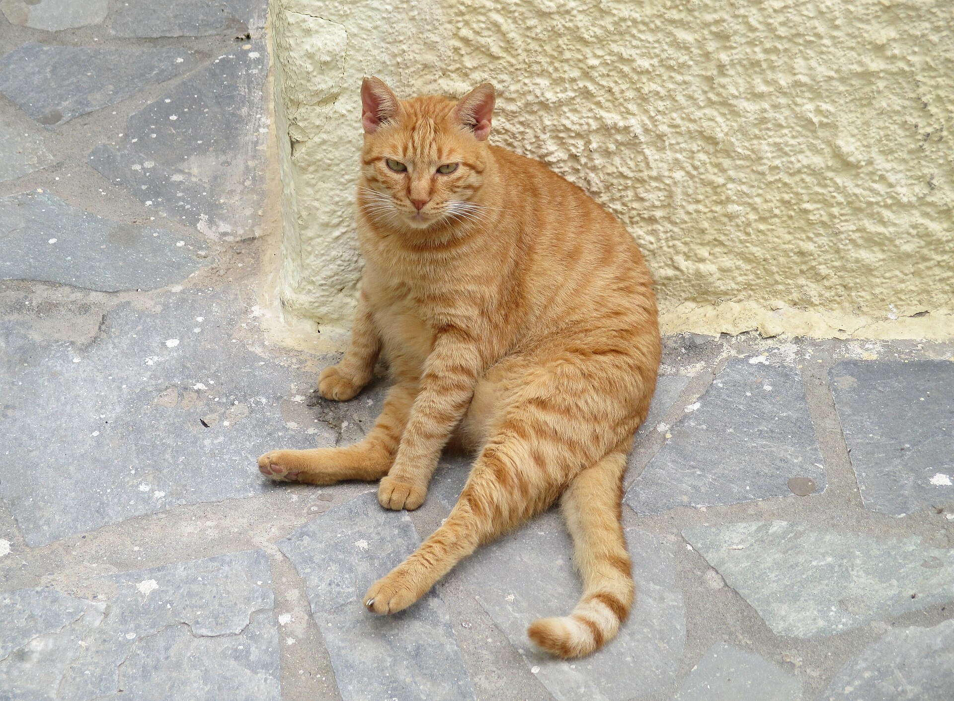 A Greek cat by the harbour on Naxos