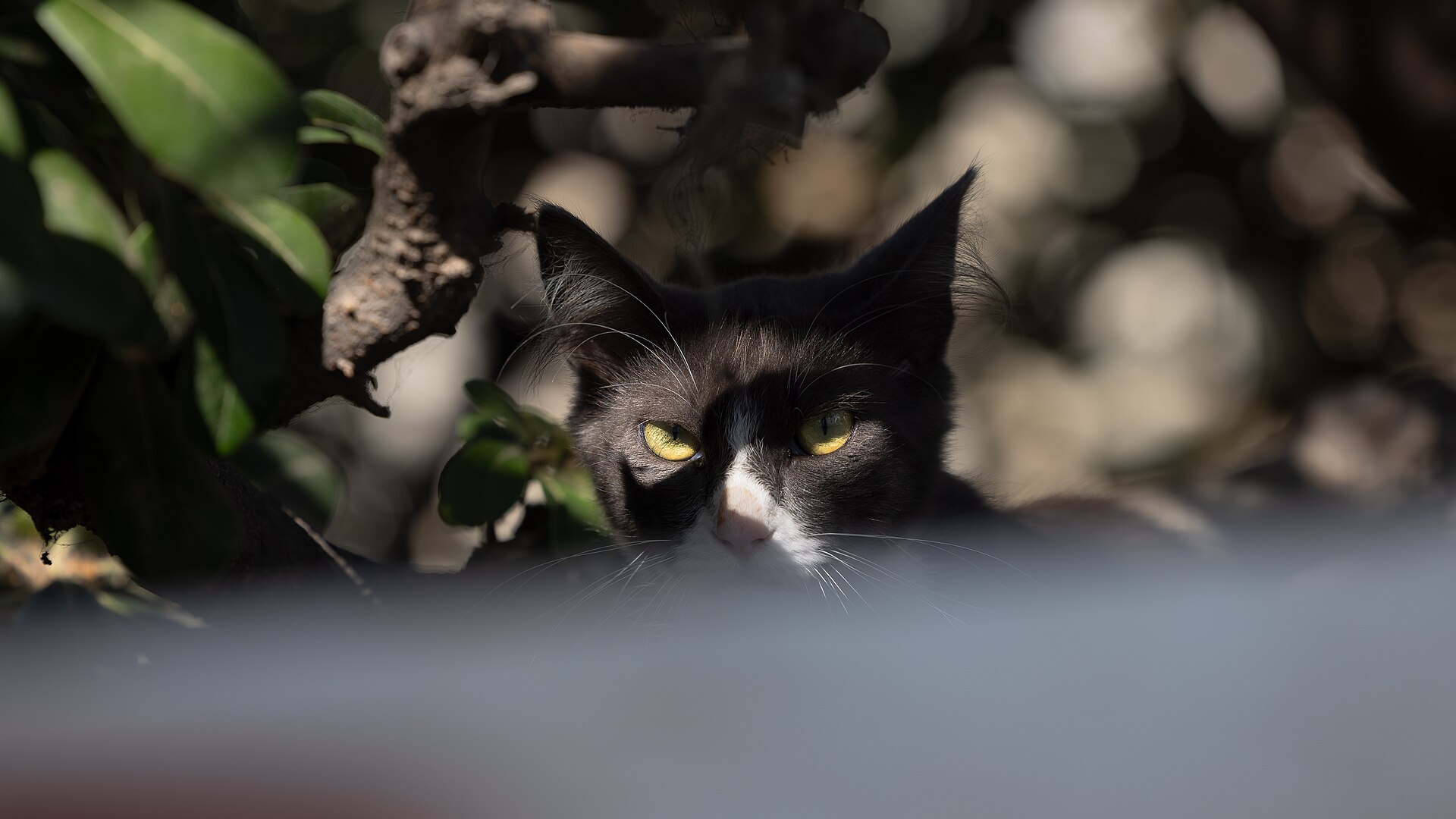 A cat in the lanes of Naxos Chora