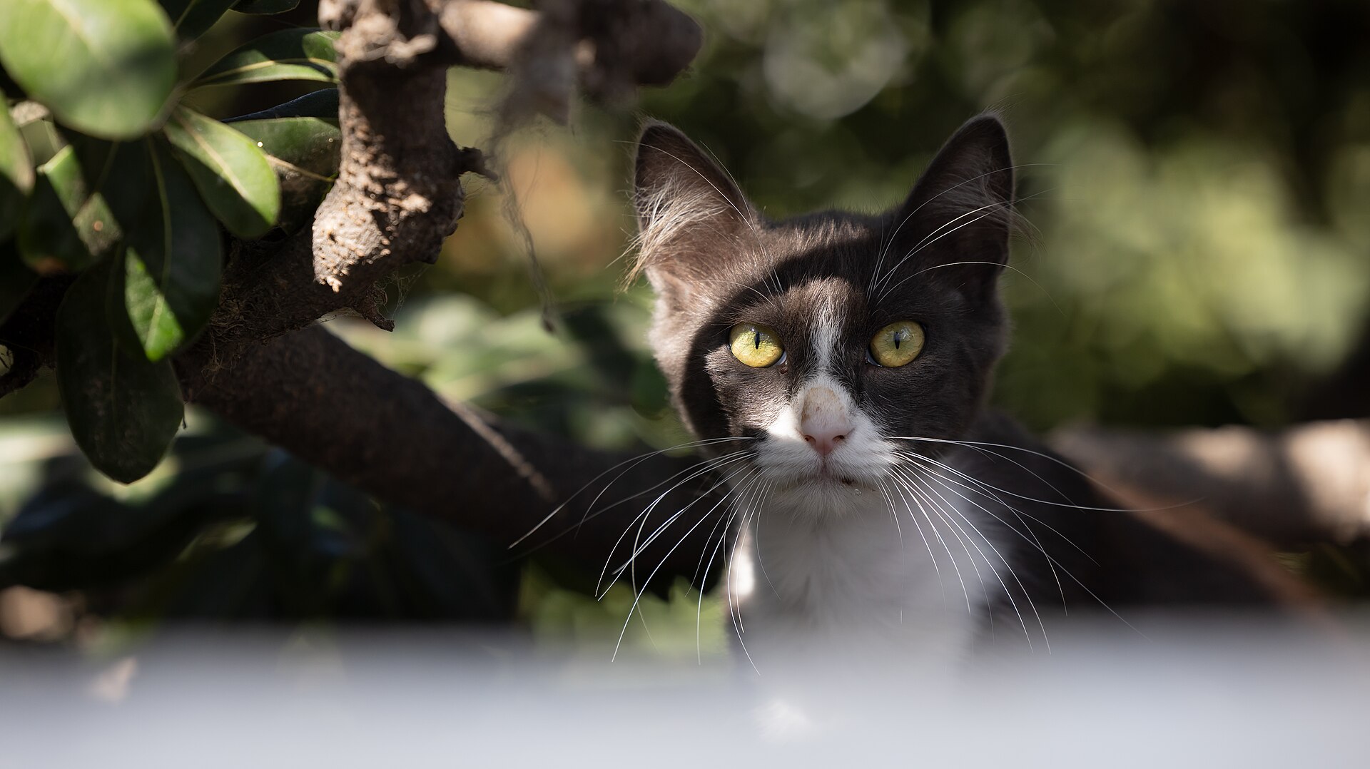 A cat in the Chora of Naxos