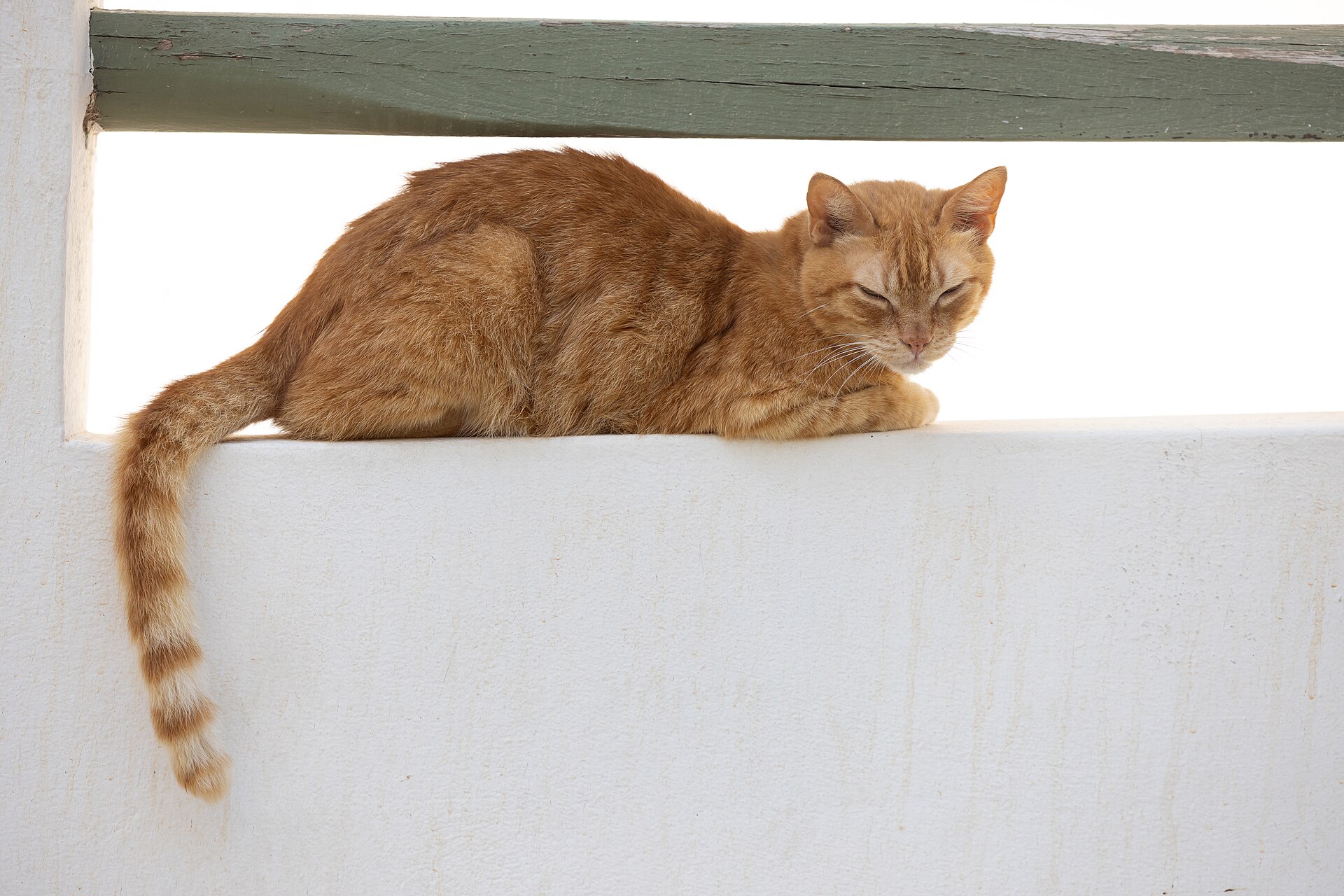 An orange cat in the lanes of Naxos Chora