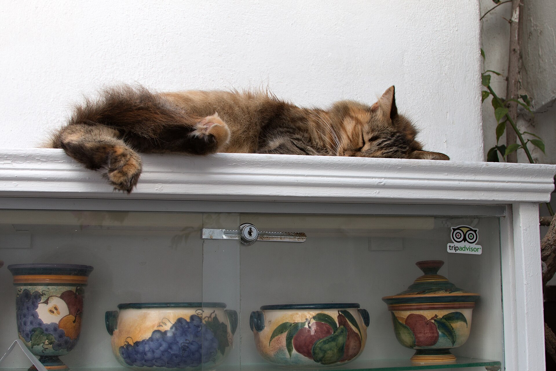 A satisfied cat in the Chora of Naxos