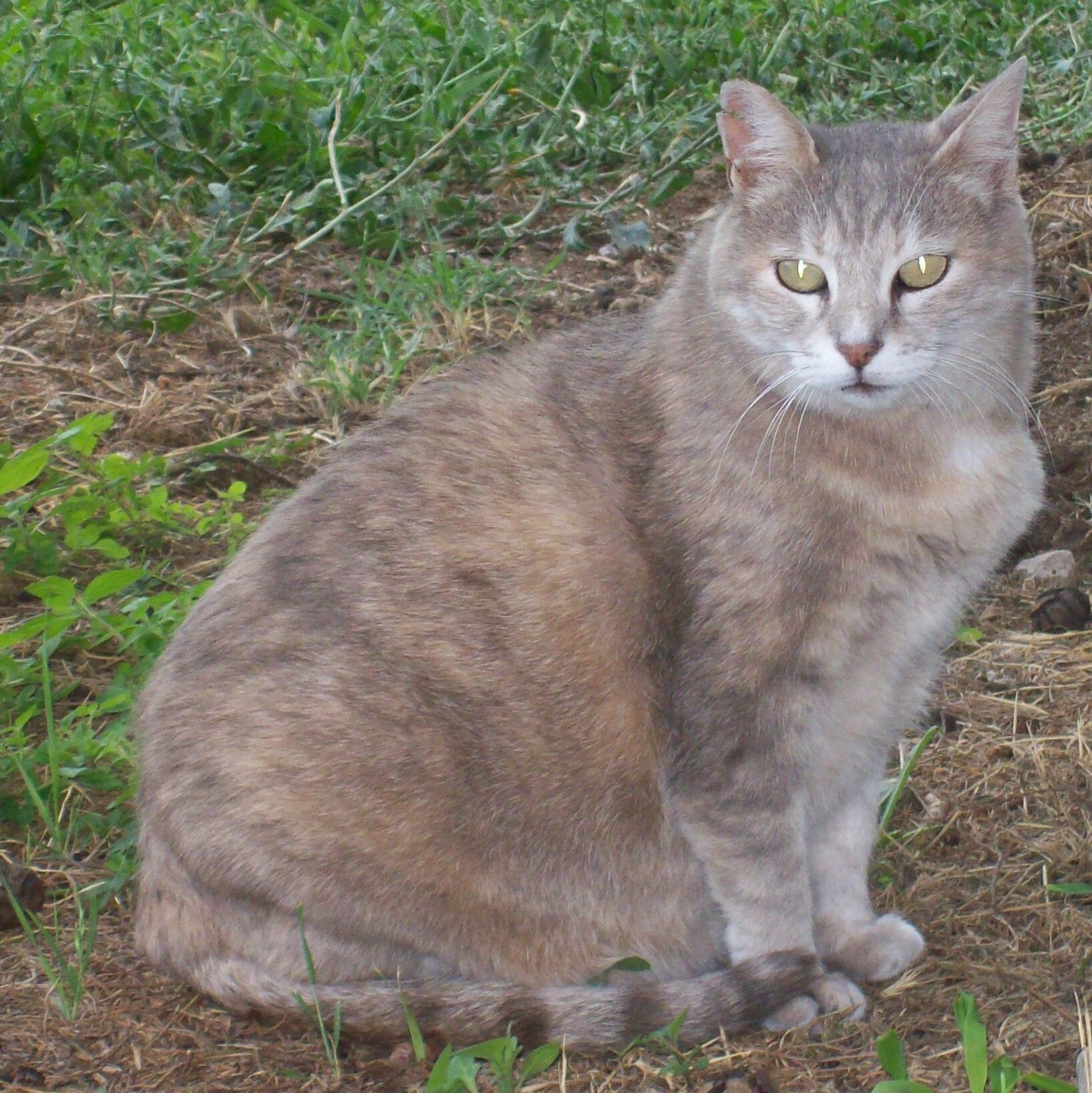 A grey cat resting on a grave in Rome