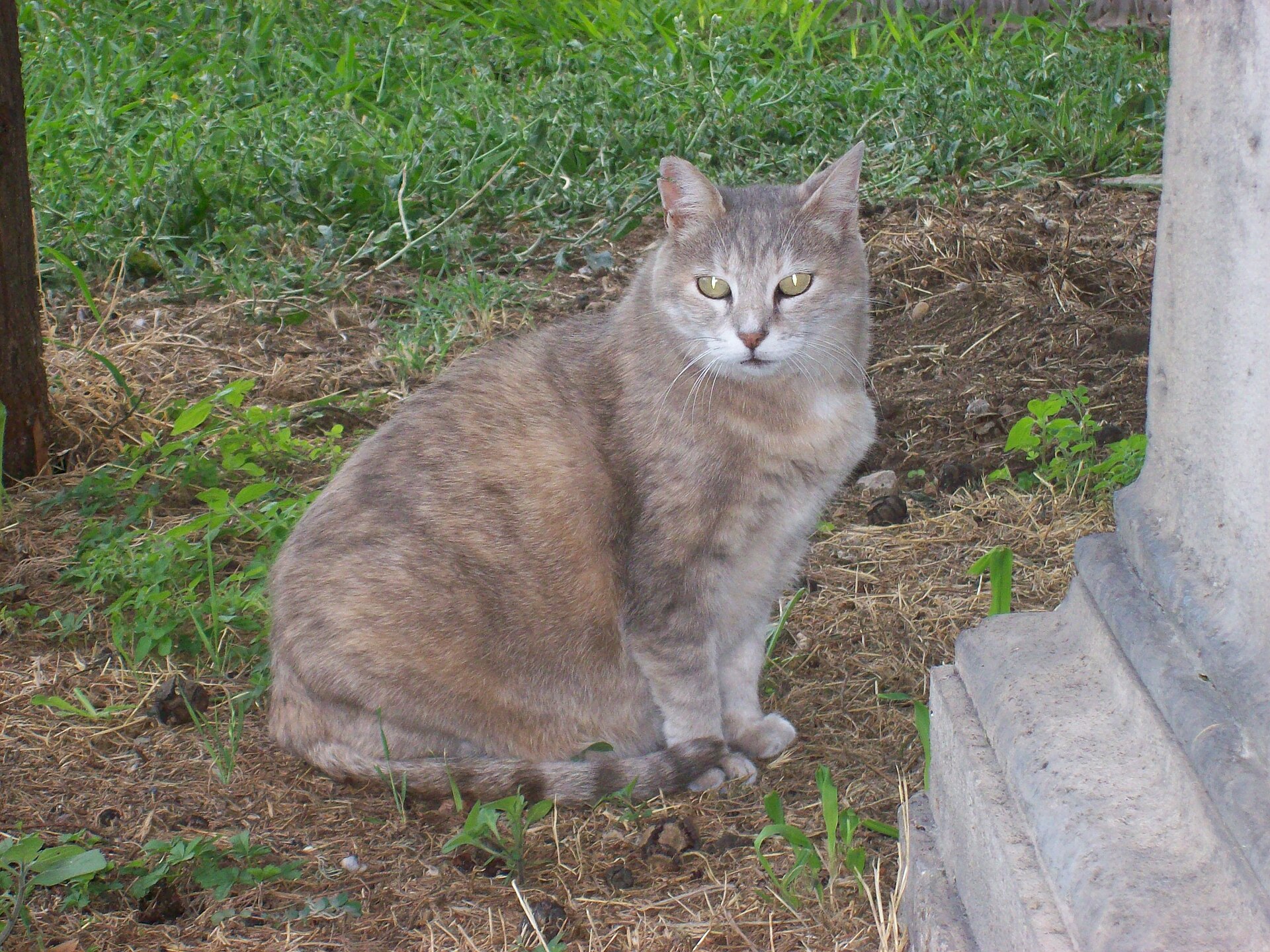 A grey cat among the graves of the Non-Catholic Cemetery in Rome