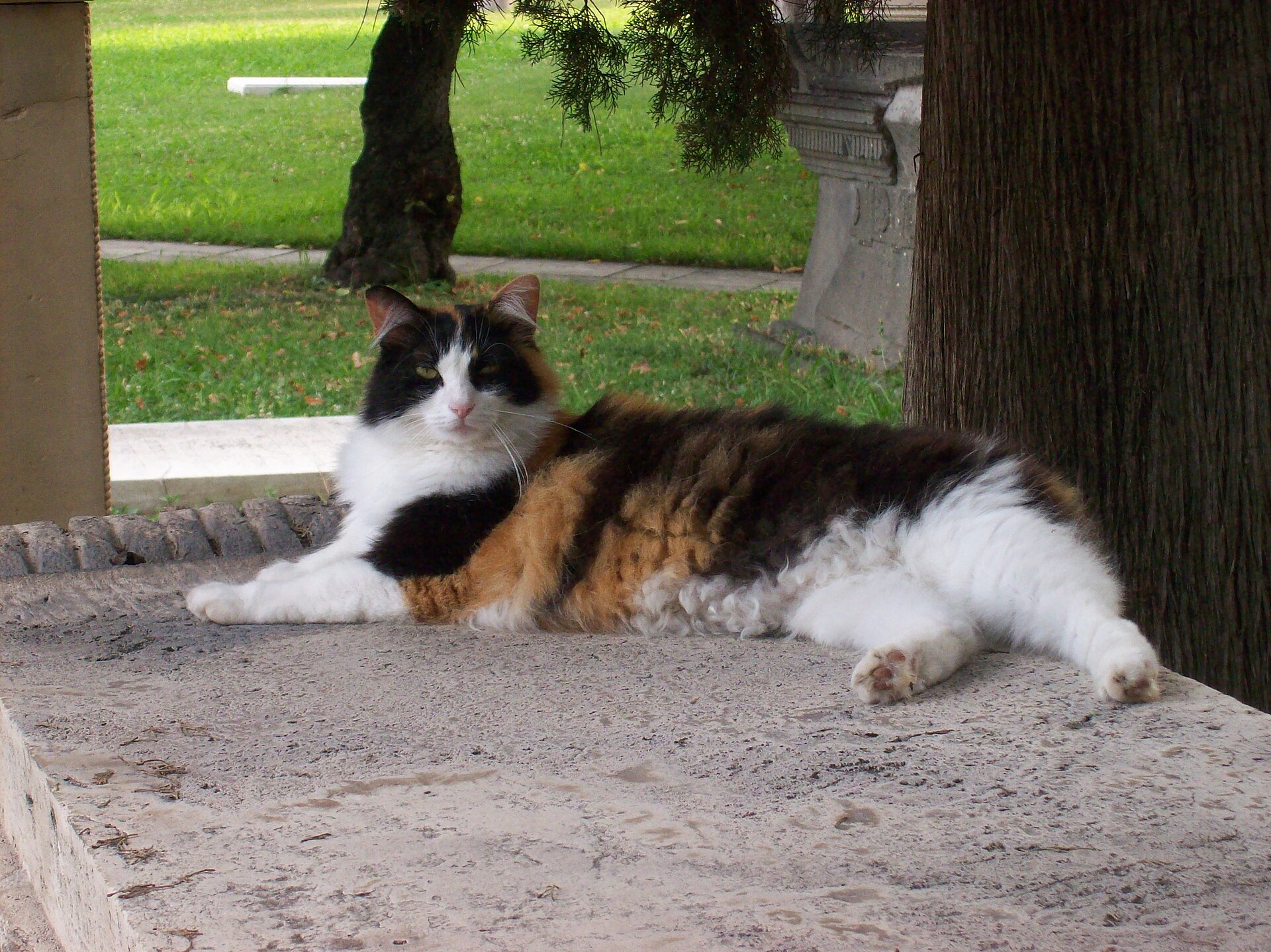 A tabby cat in the Non-Catholic Cemetery
