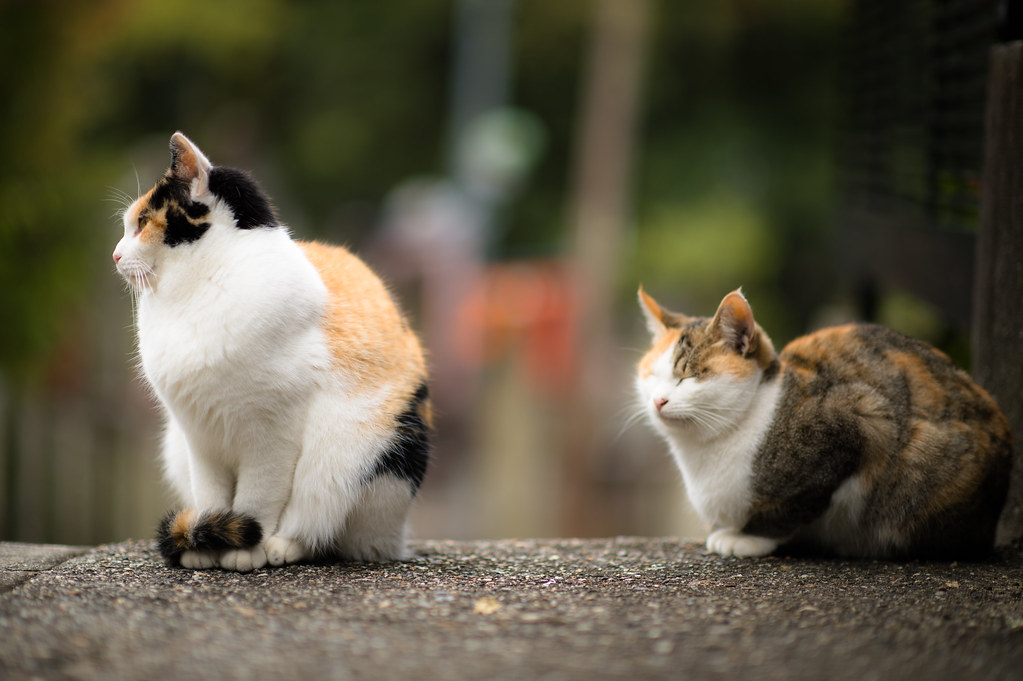 Two calico cats sitting on the path at Fushimi Inari shrine
